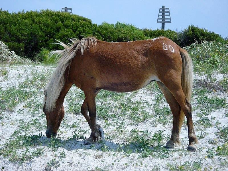 A horse on Shackleford Island. Photo by Megan Squire 