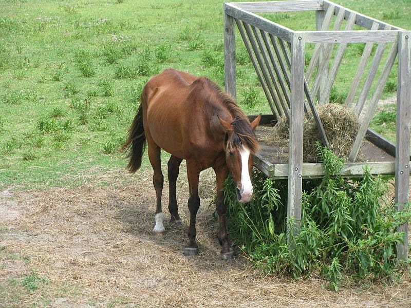 Ocracoke horse at a pony pen. Photo by Captain Tucker