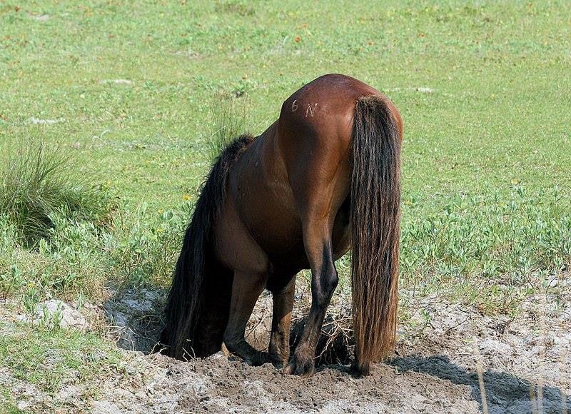 A Shackleford horse drinking from a horse-dug hole. Photo by Chris Capeheart 
