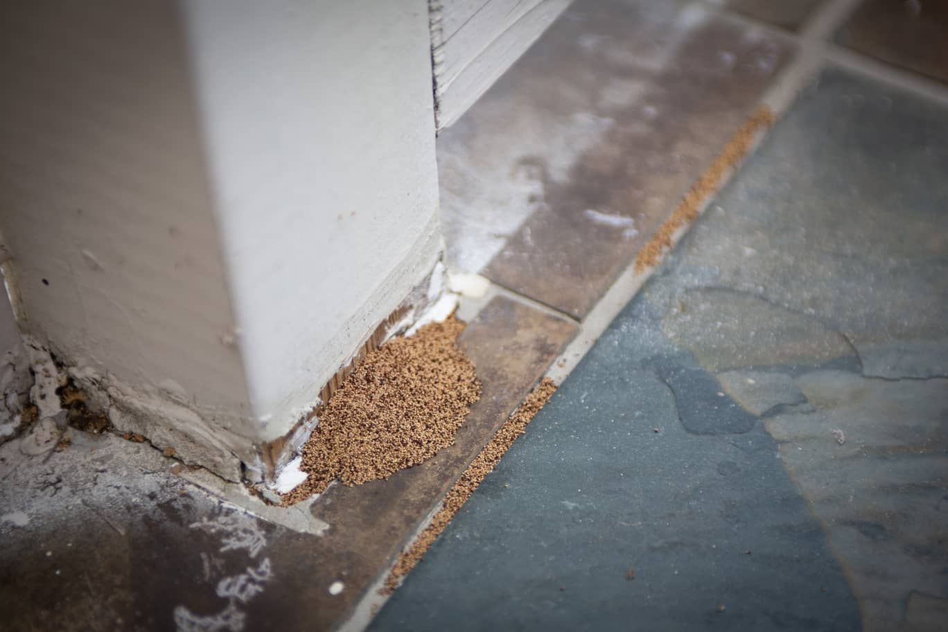 A close up of a termite nest on a tiled floor next to a wall.