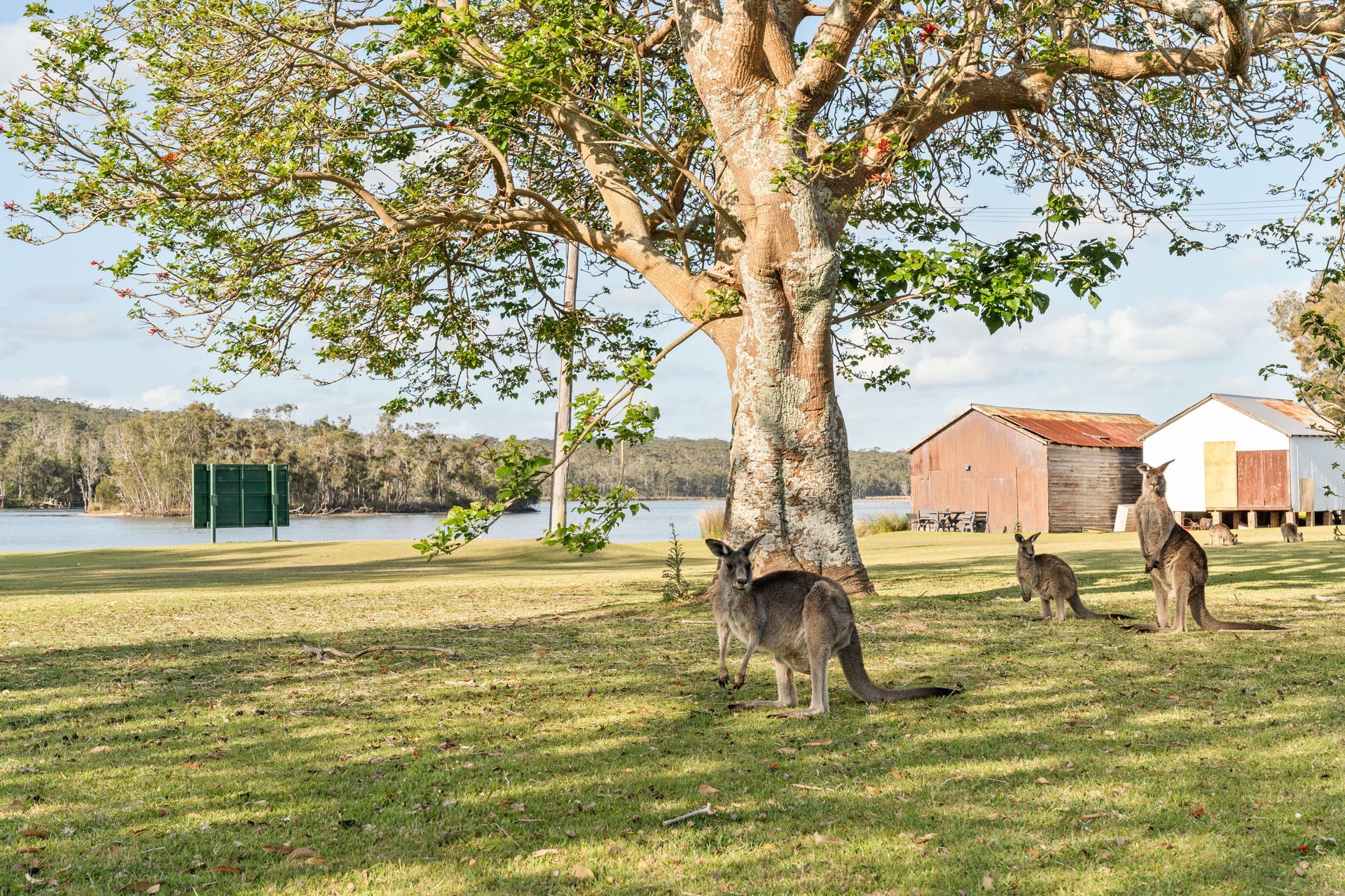 Three kangaroos stand under a large tree on a grassy field near a lake with two small buildings in the distance. — SeaChange Parks Milton in Lake Conjola, NSW