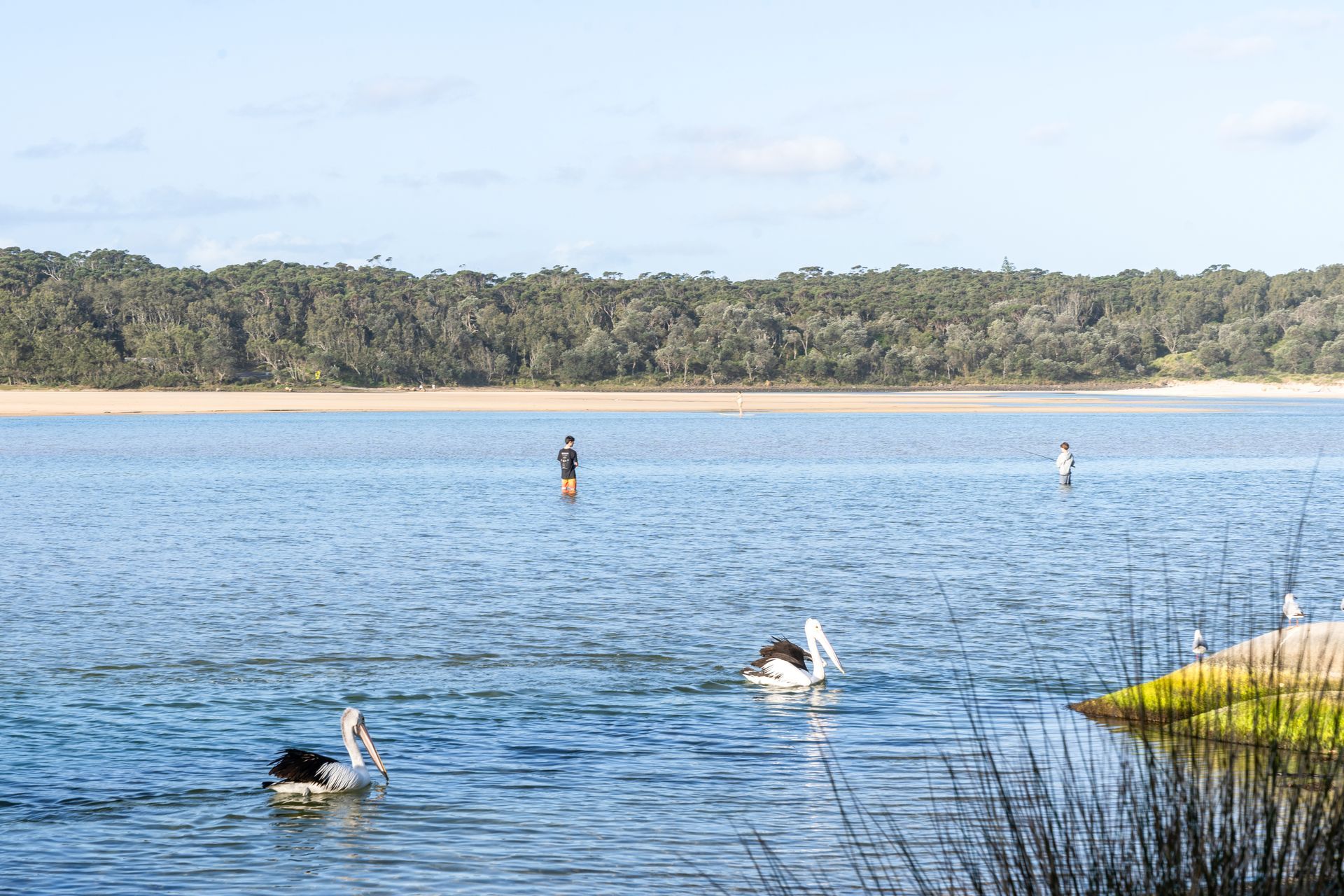 Two pelicans swim in a calm estuary while two people stand in the distant, shallow water before a treelined shore. — SeaChange Parks Milton in Lake Conjola, NSW
