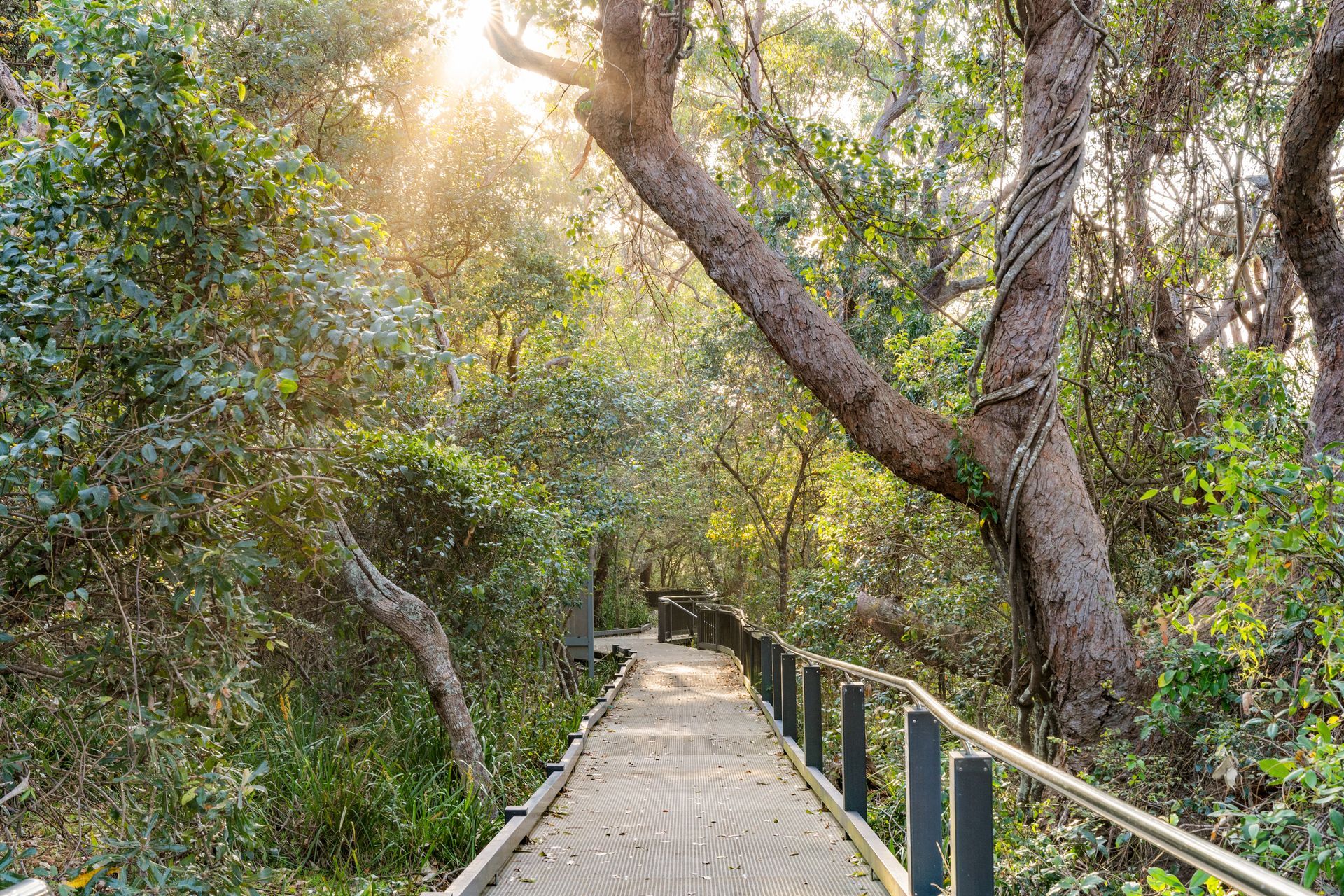 A sun-drenched wooden boardwalk winds through a dense, lush green forest with a large, vine-covered tree in the foreground — SeaChange Parks Milton in Milton, NSW