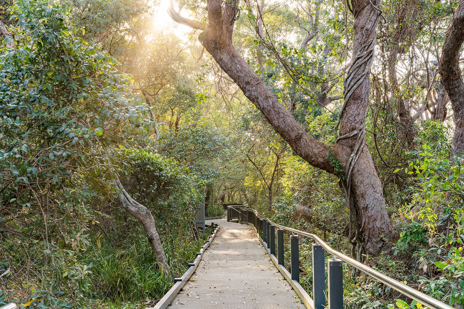 Wooden boardwalk path through lush green forest, sunlight dappling the scene — SeaChange Parks Milton in Lake Conjola, NSW