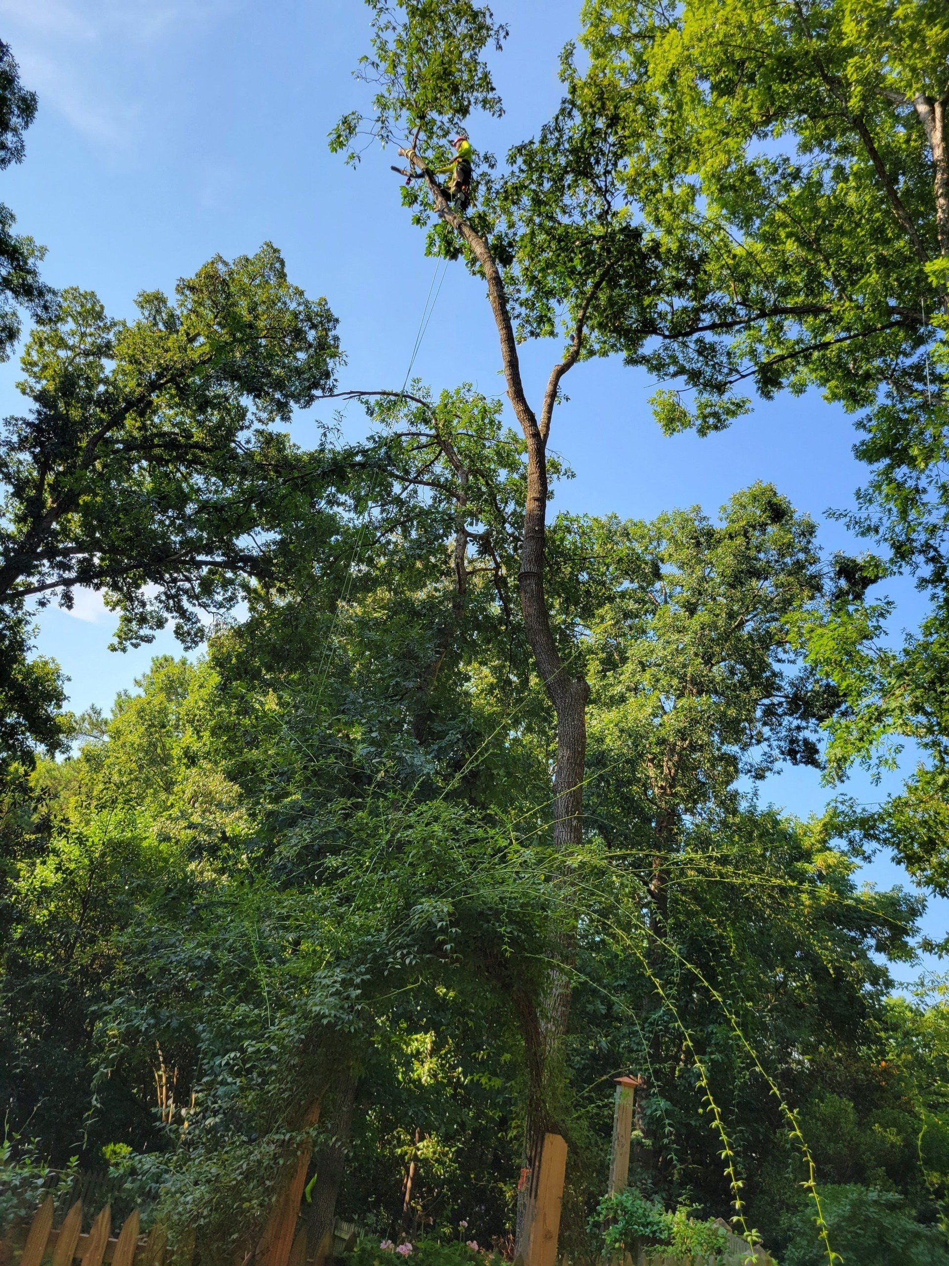 Tall Trees in Cary, NC