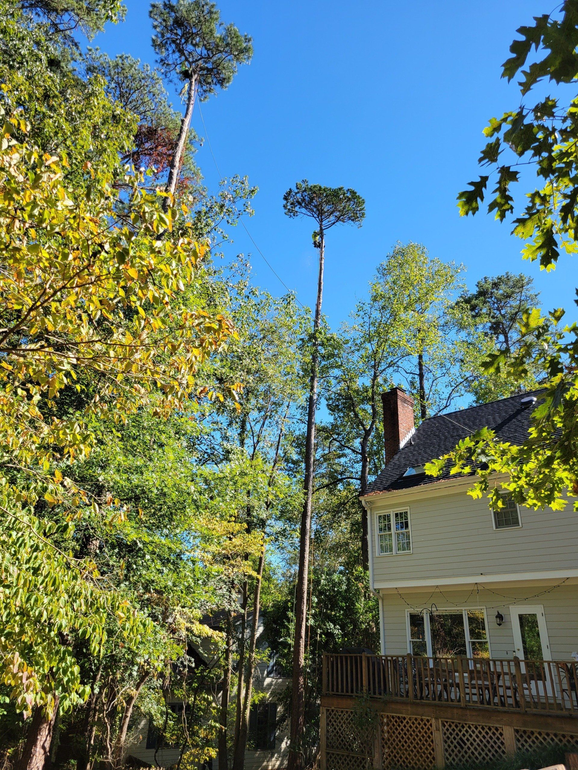 Large Tree Trimming Job