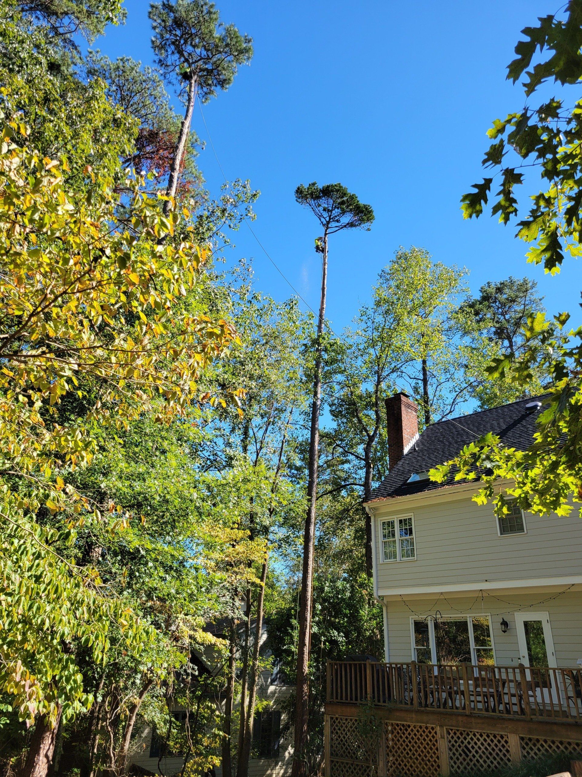 Tree Removal Project in Progress