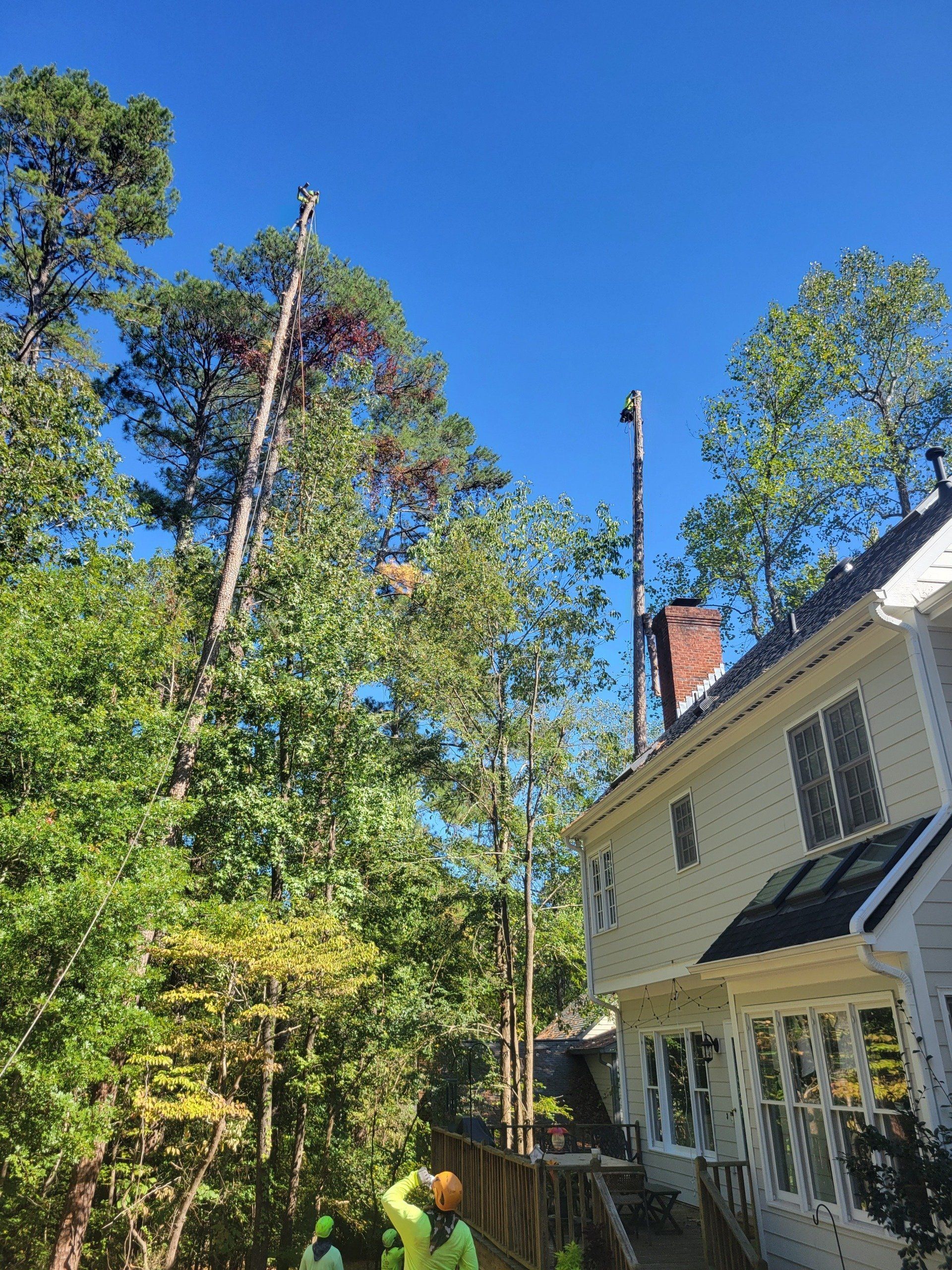 Local Tree Removal Project in Raleigh, NC