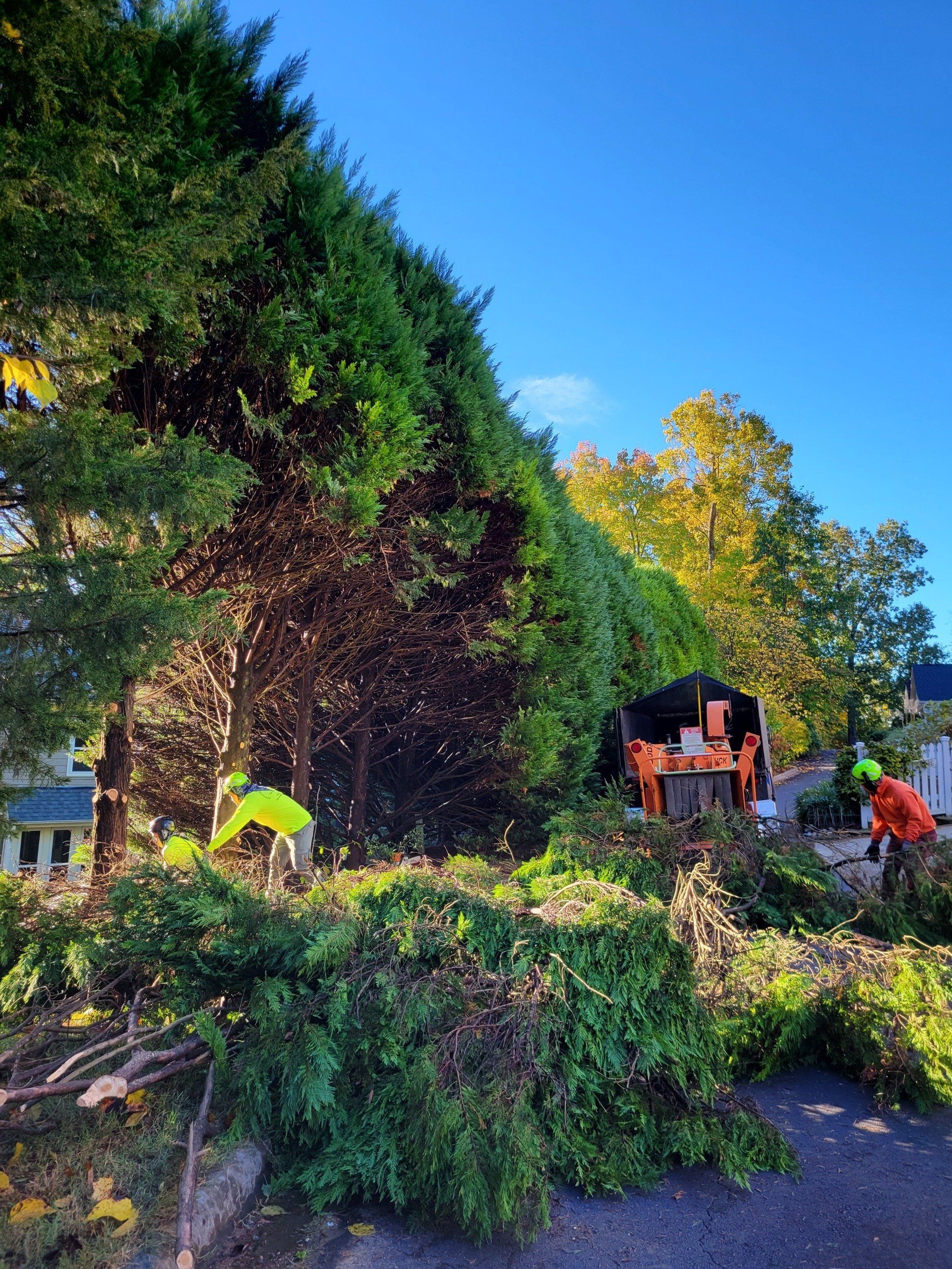 Large Tree Trimming Project in Cary, NC