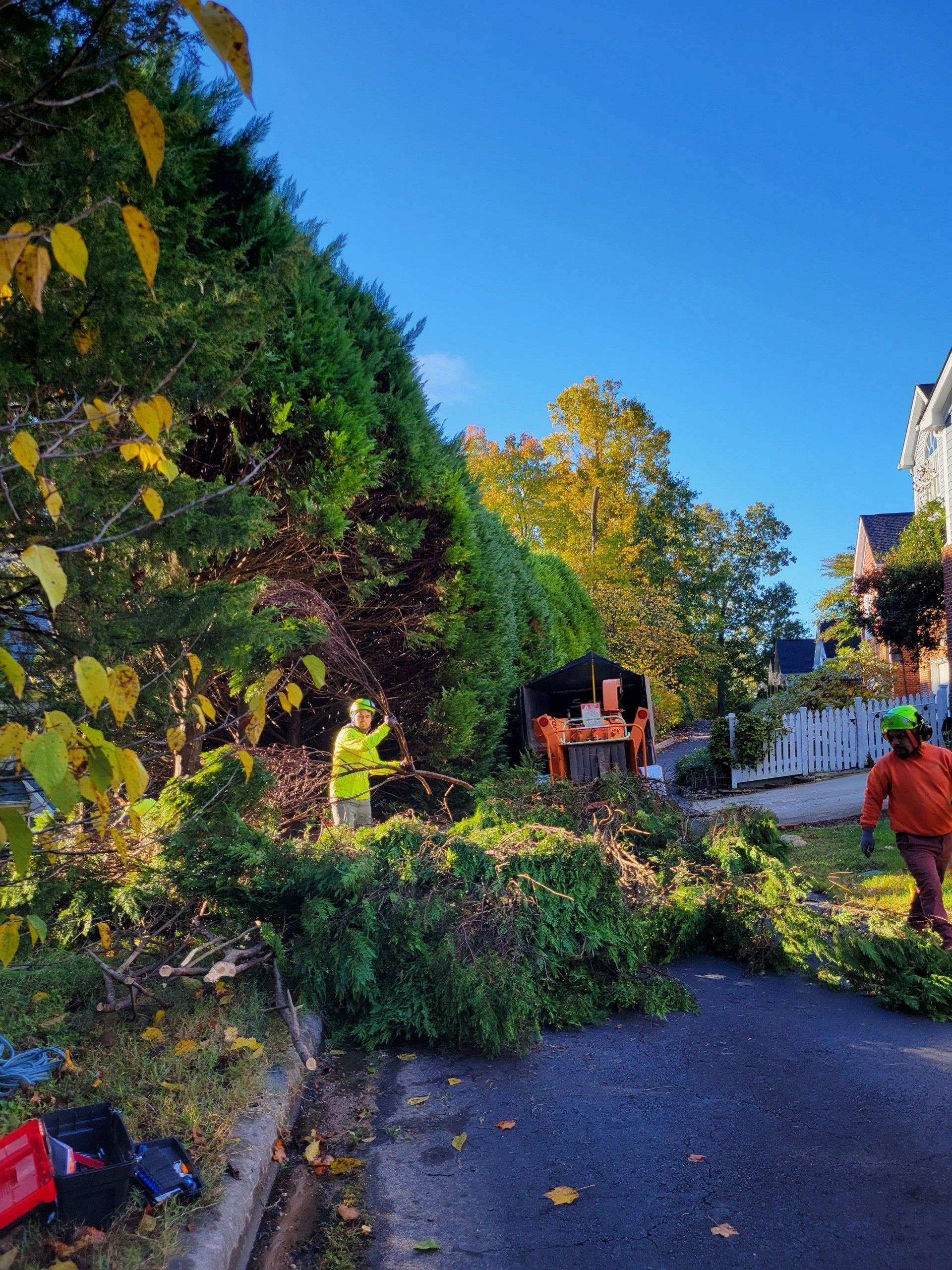 Tree Trimming Project in Progress