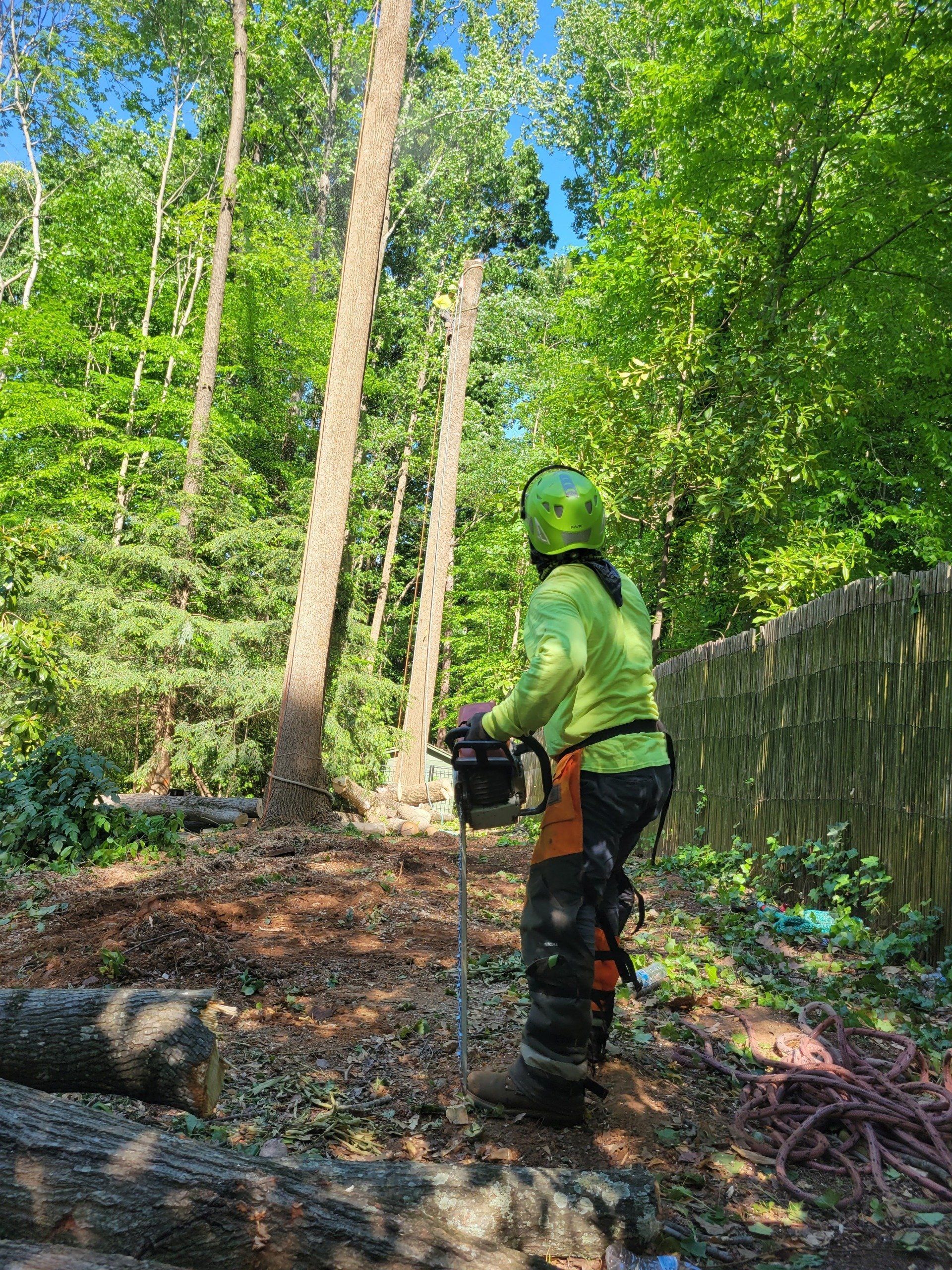 Tree Removal | Chapel Hill, Raleigh, & Durham, NC | Santos Brothers ...