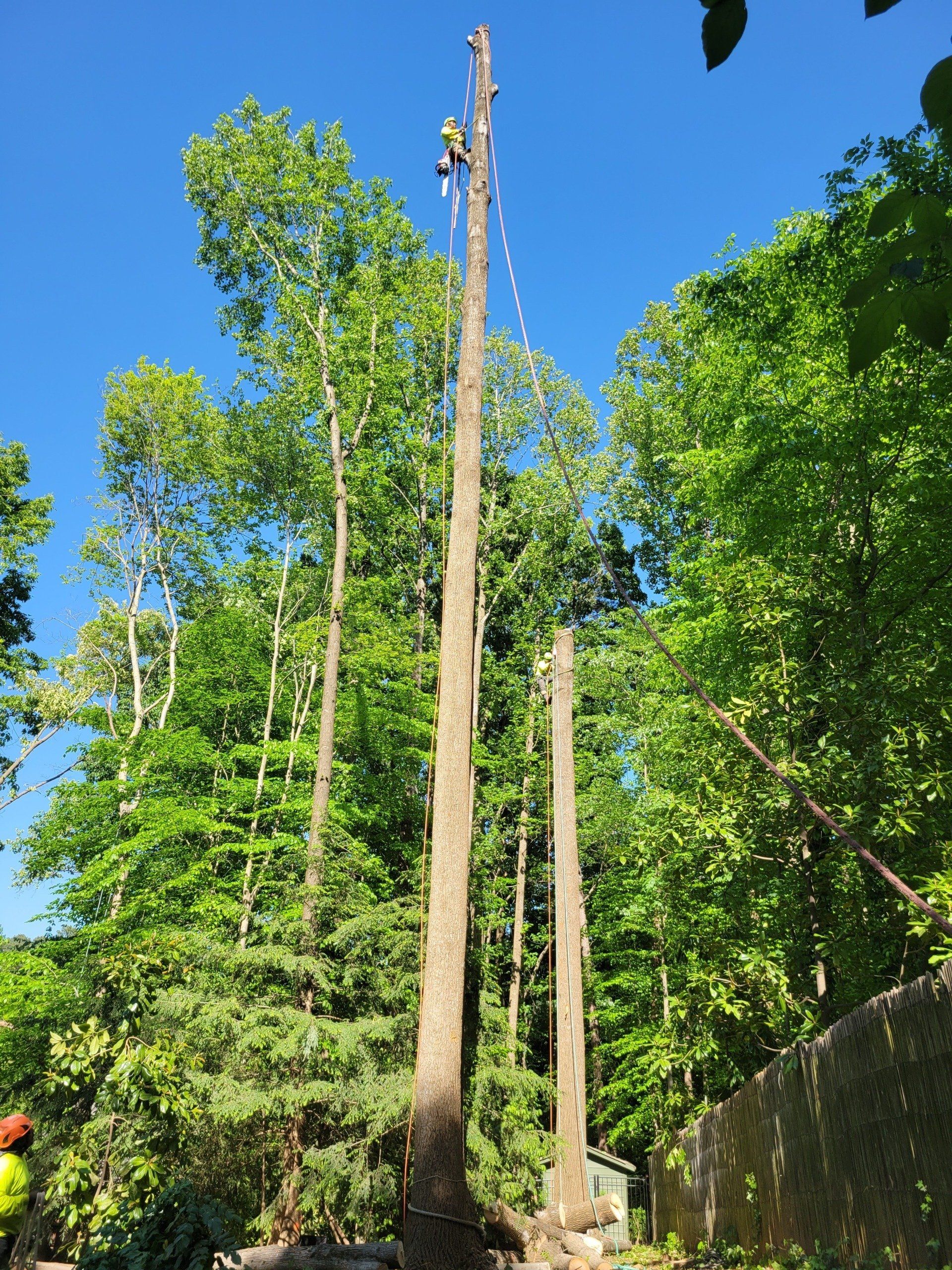 Large Tree Removal Project in Progress