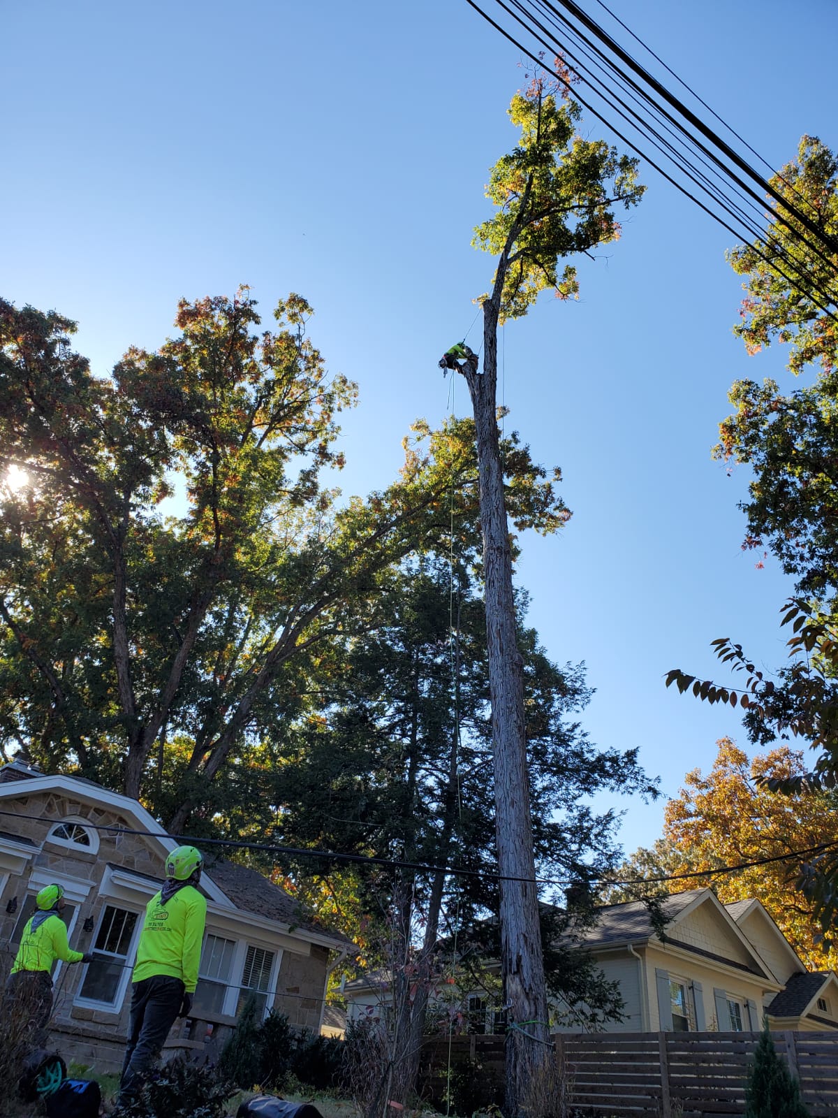 Large Tree Removal Project in Progress
