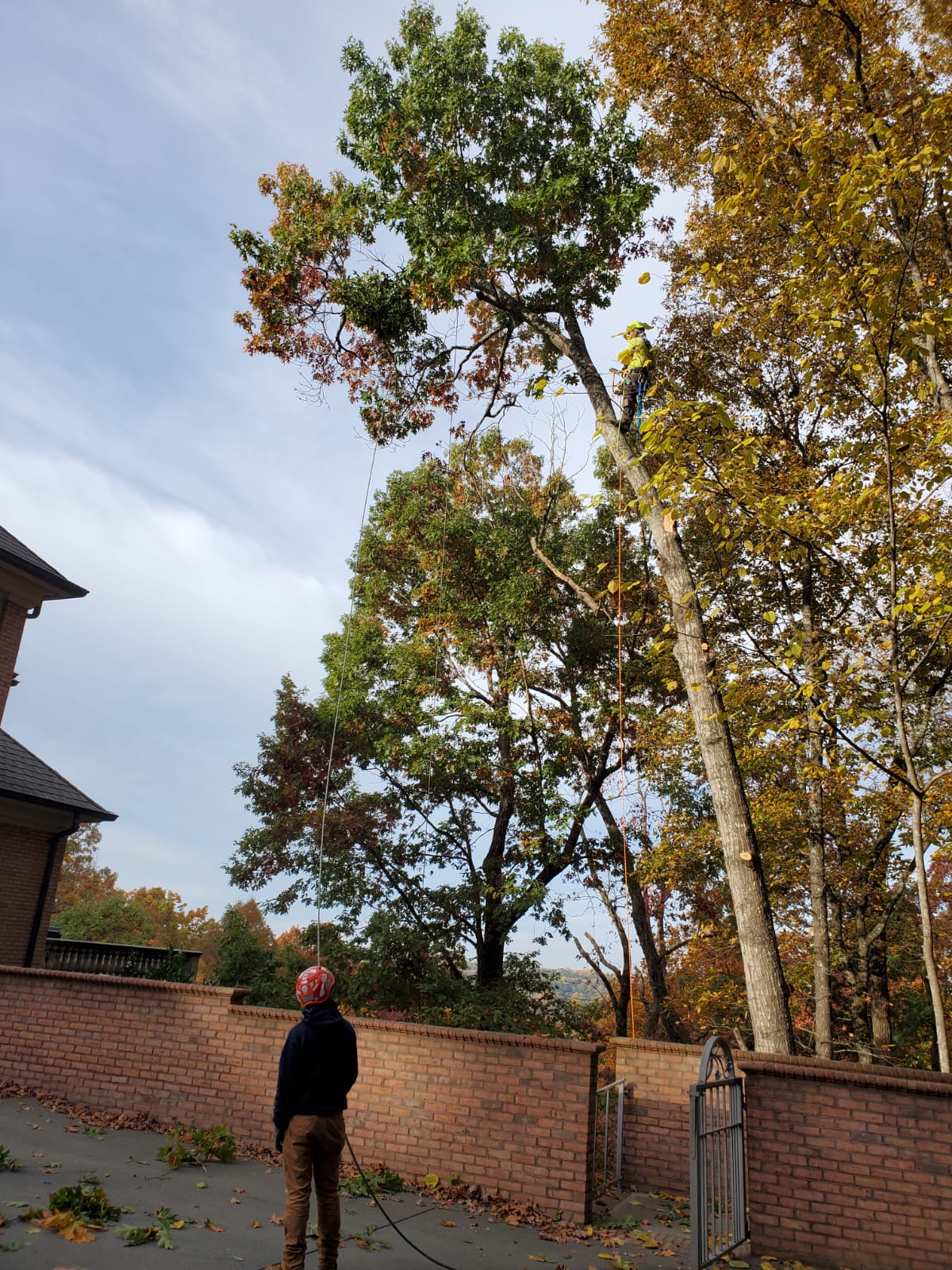 Large Tree Removal Project Behind Brick Wall