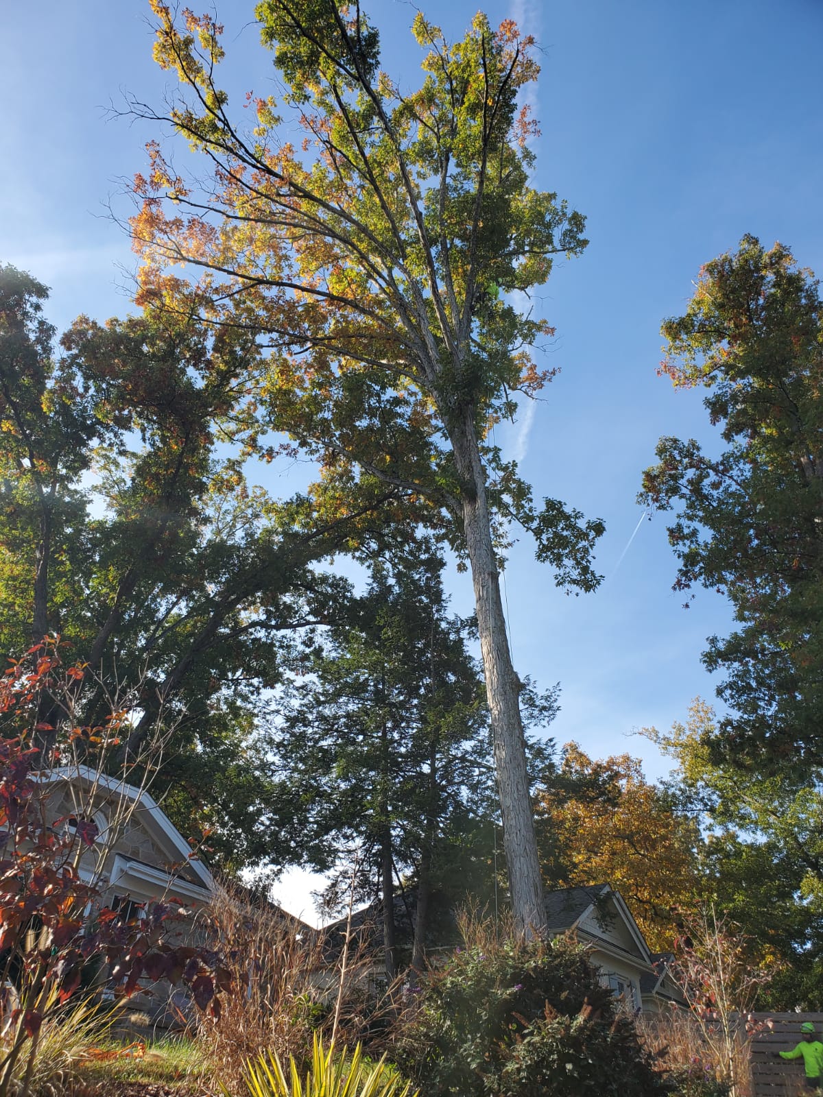 Large Tree Pruning Project in Apex, NC
