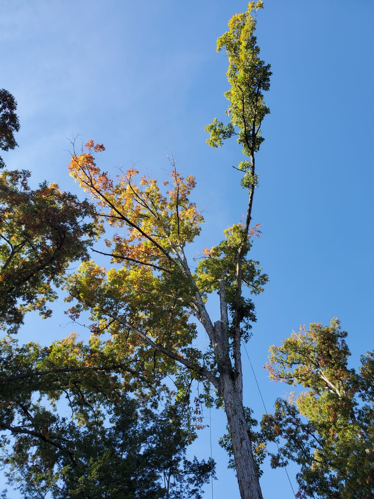 Completed Tree Pruning Project