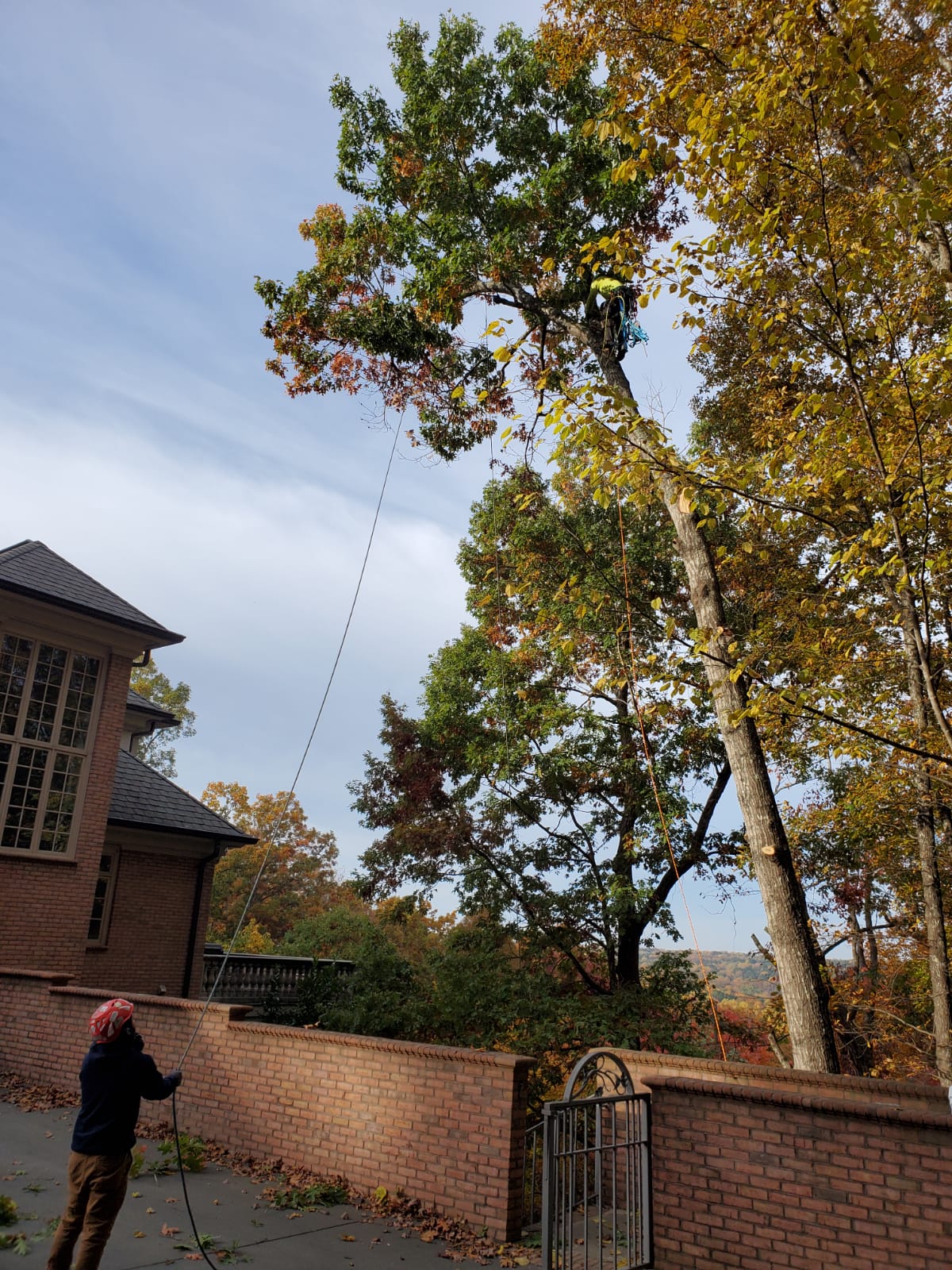 Intensive Tree Trimming Project