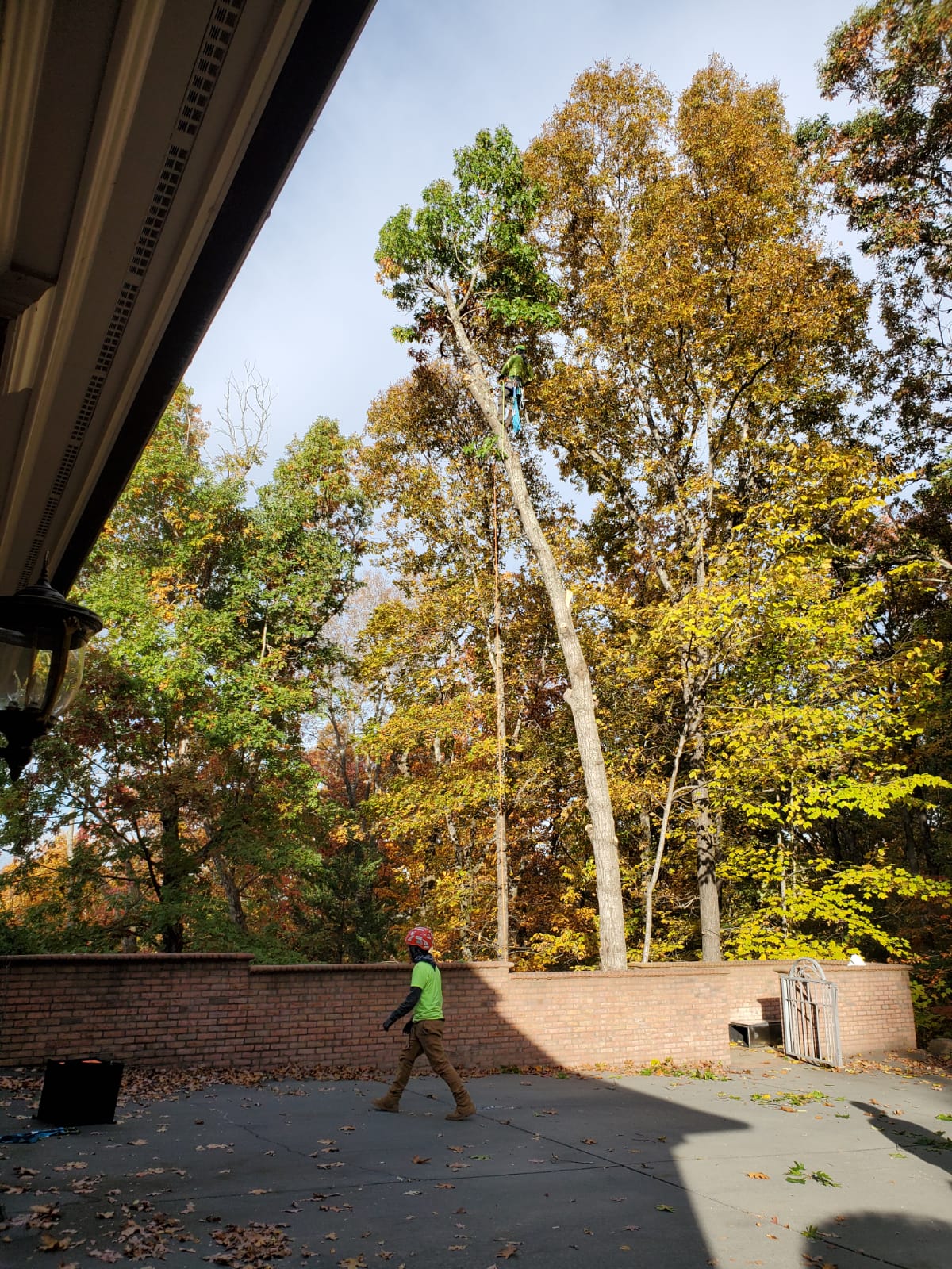 Extensive Tree Trimming Project