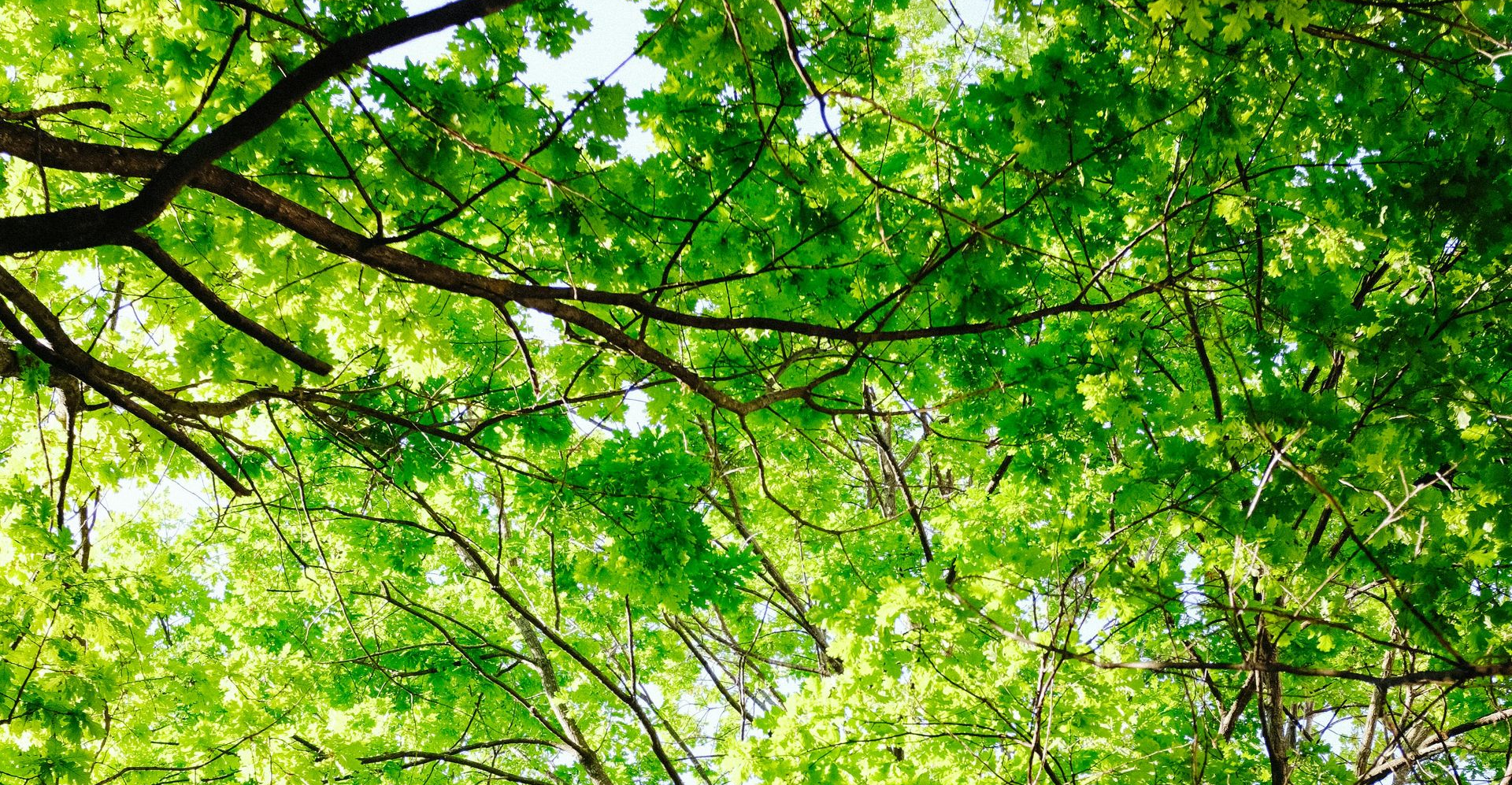 Overgrown Trees in Chapel Hill, NC