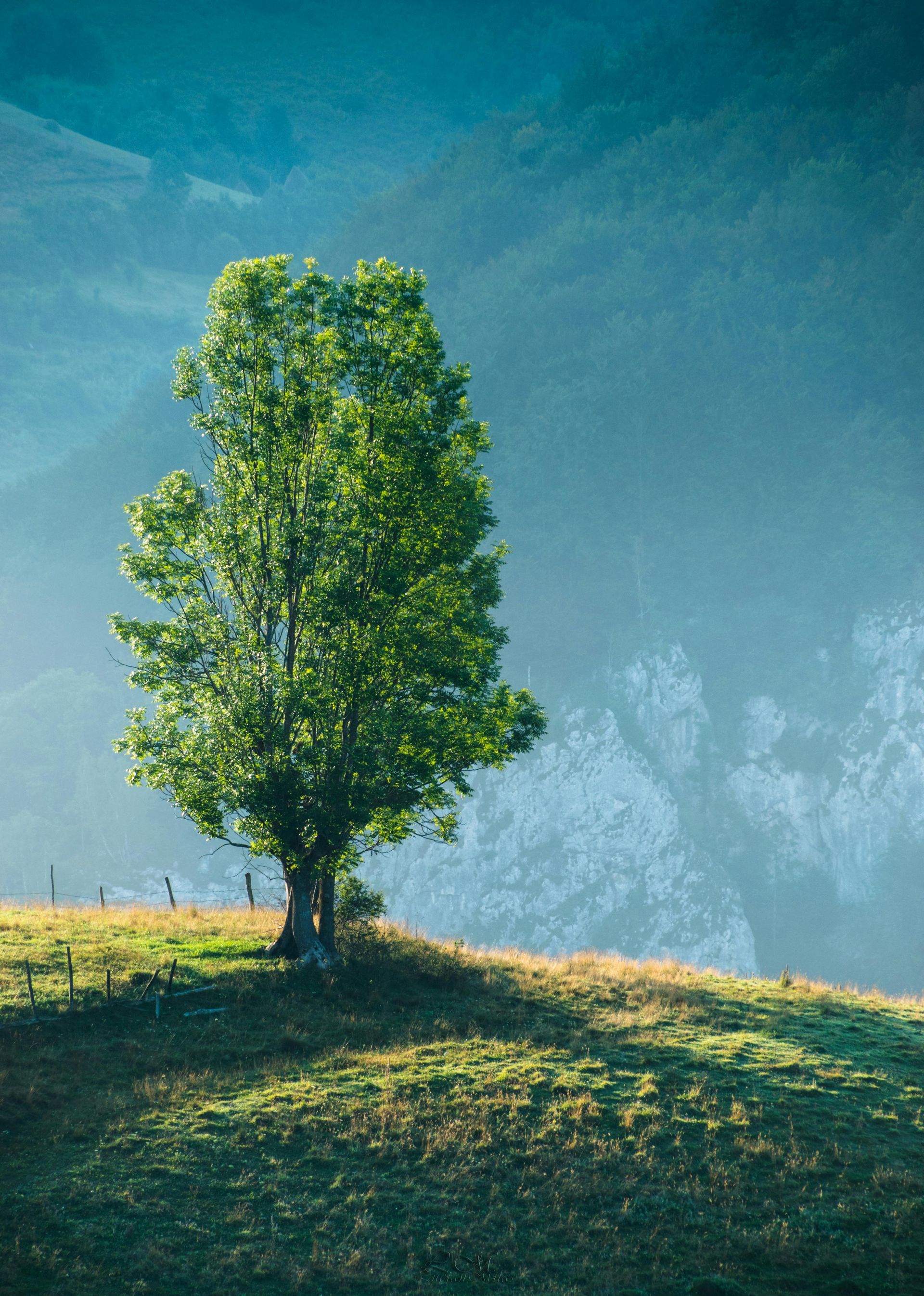 A tree with green leaves in a field