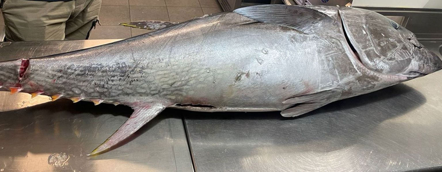 pesce fresco di mare