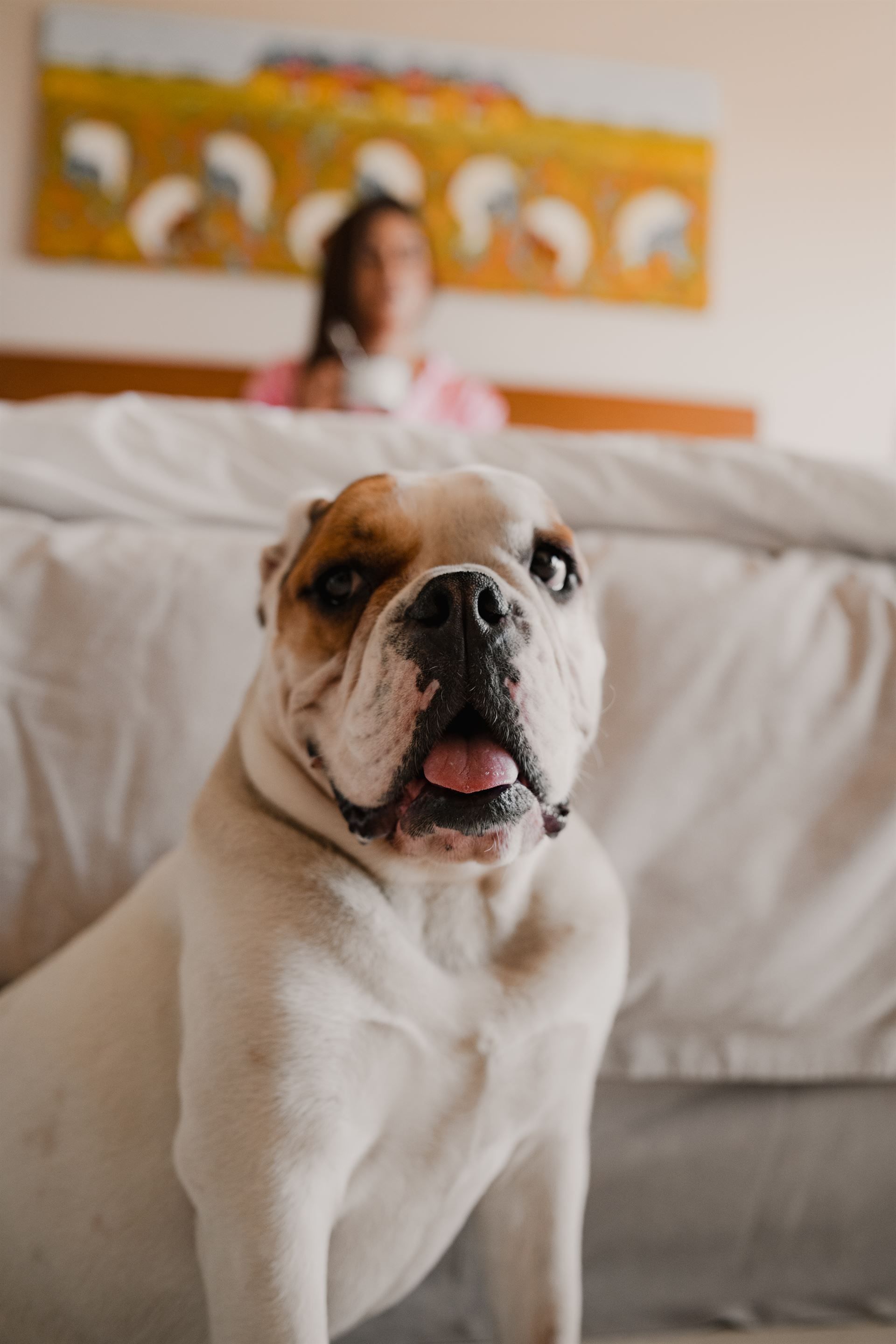 Un bulldog está sentado en una cama con una mujer en el fondo.