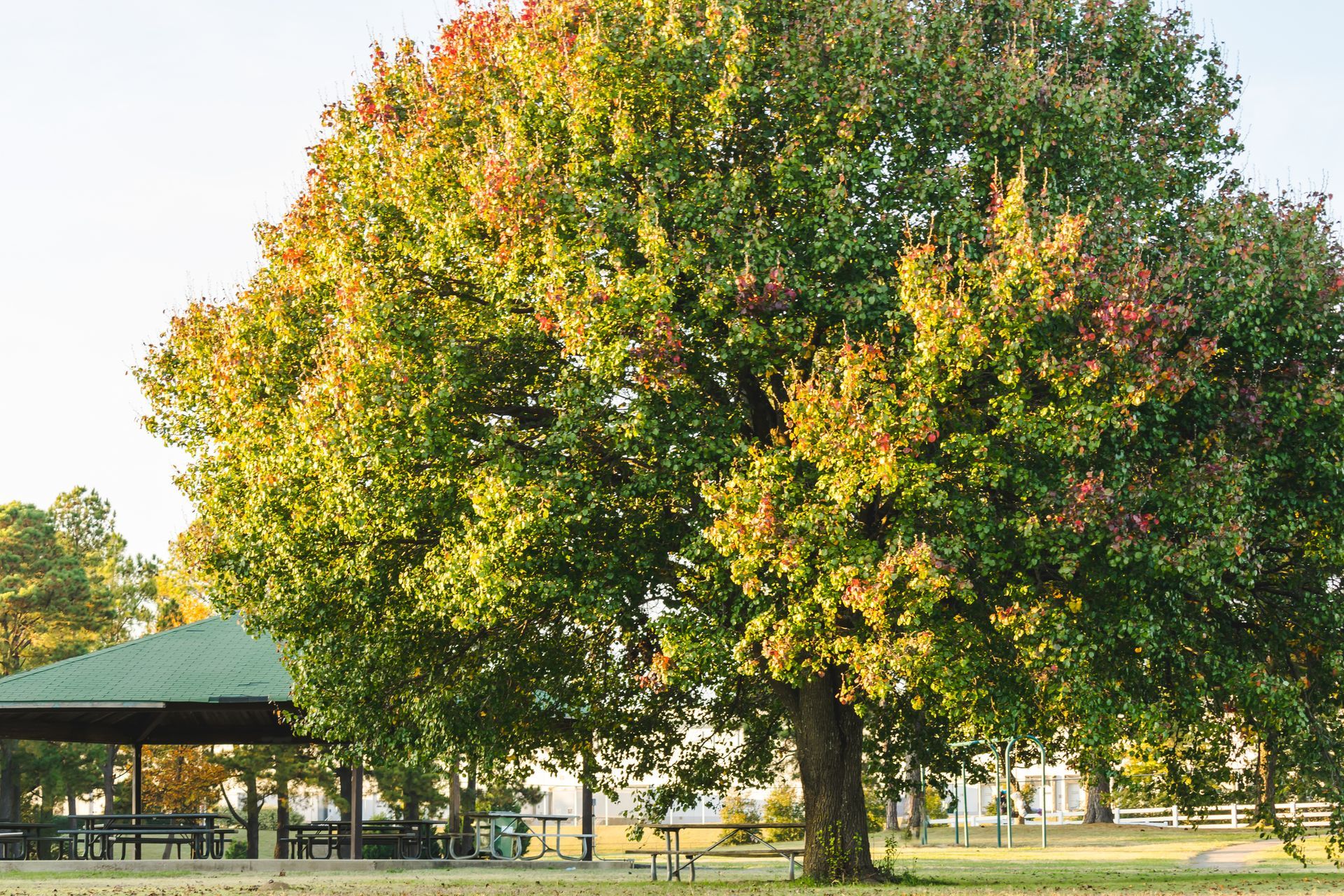 A large tree in a park with a gazebo in the background