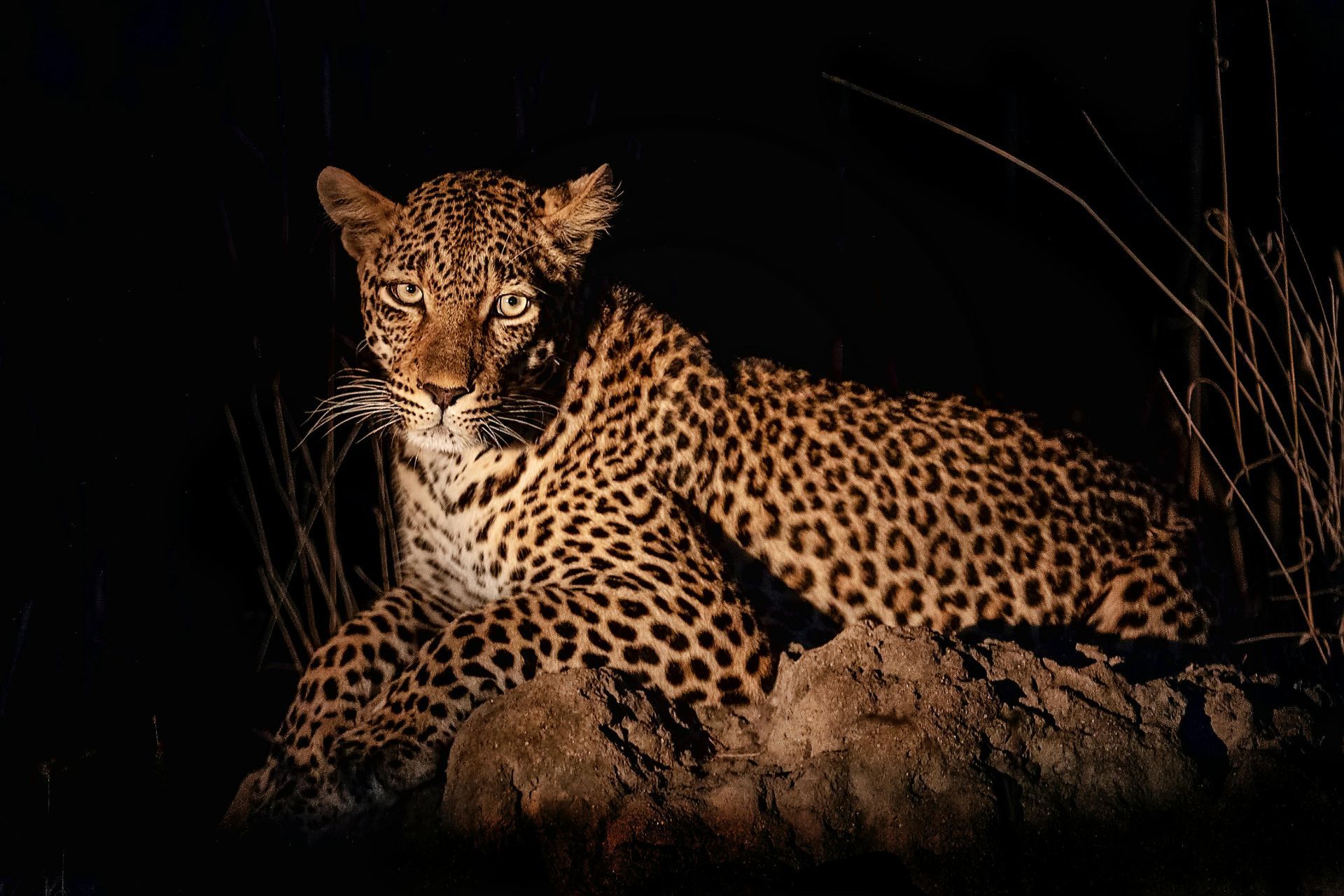Experience a Night Safari