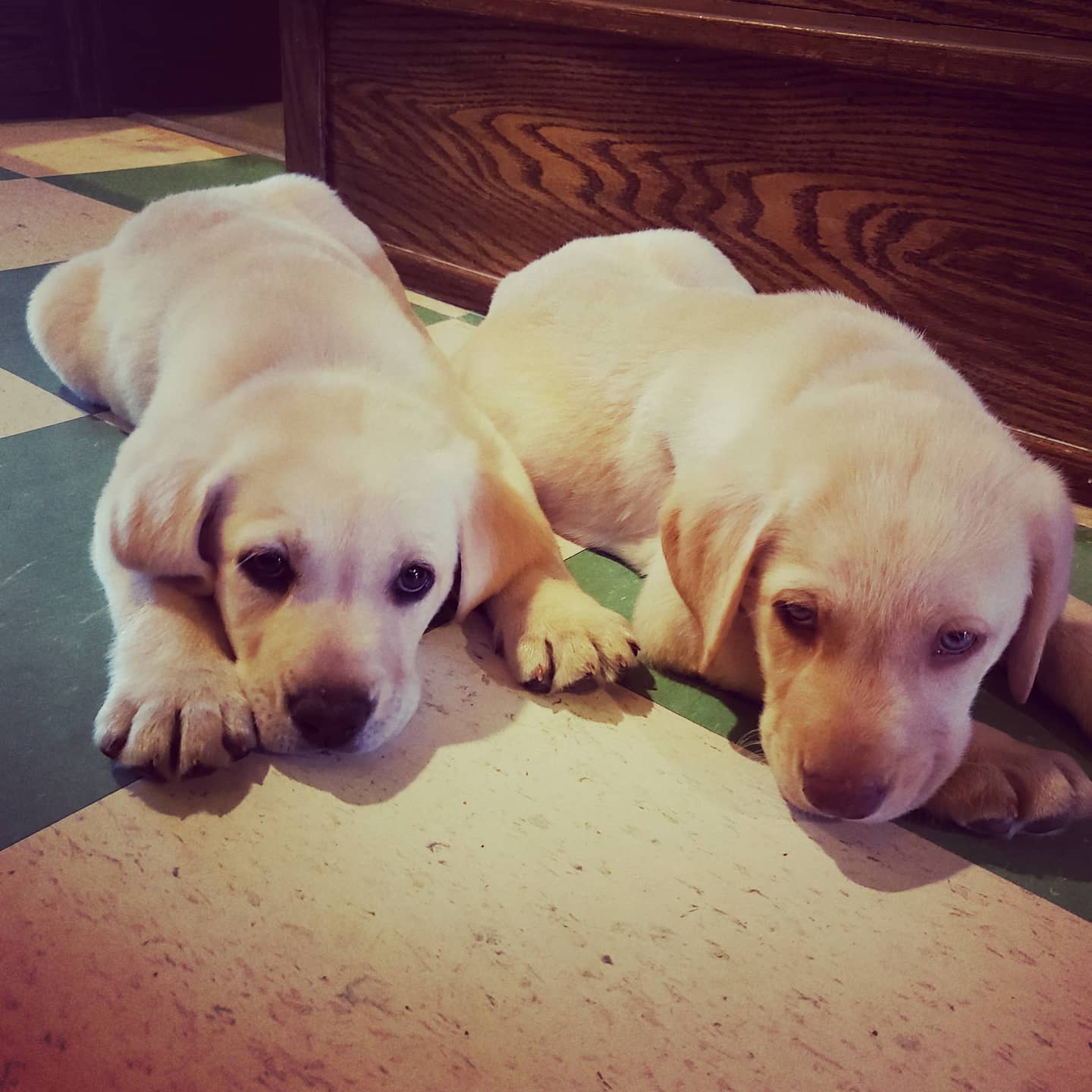 Rudy's Tavern, dogs