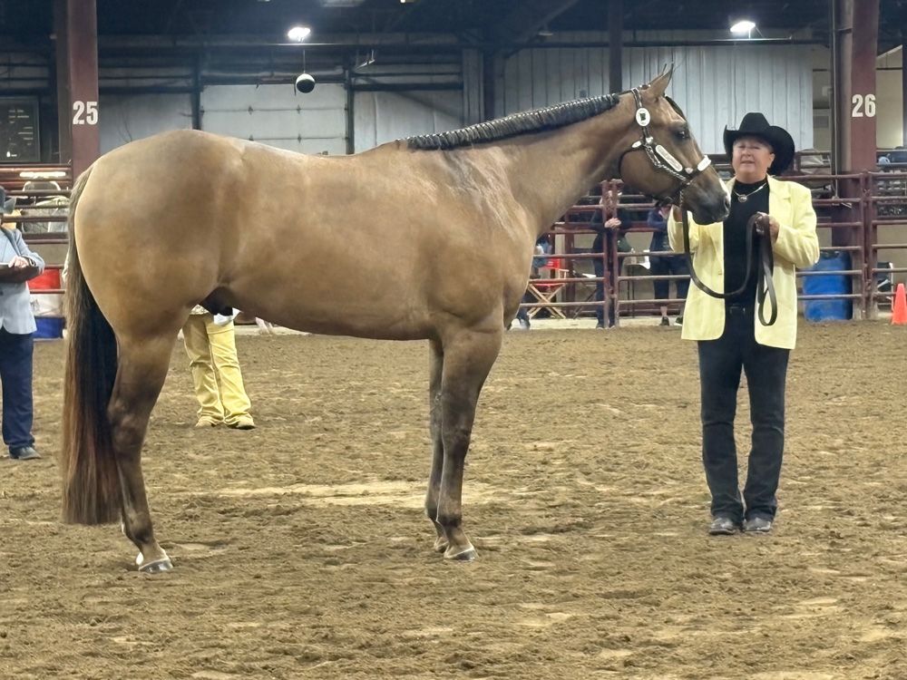 Horse standing beside a handler in an indoor arena at a show