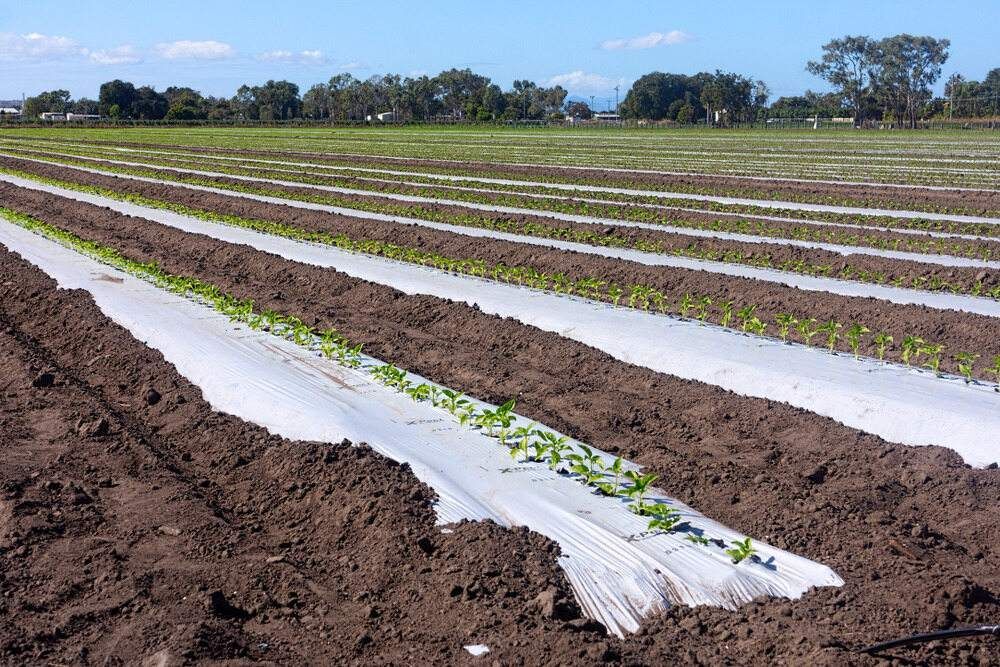 Rows of Plants Are Growing in a Field Covered in Plastic — Blue River Landscape Supplies in Foulden, QLD