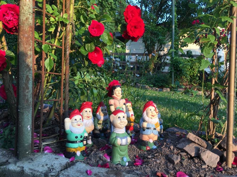 A Group of Gnomes Are Sitting in a Garden Next to Roses — Blue River Landscape Supplies in Foulden, QLD