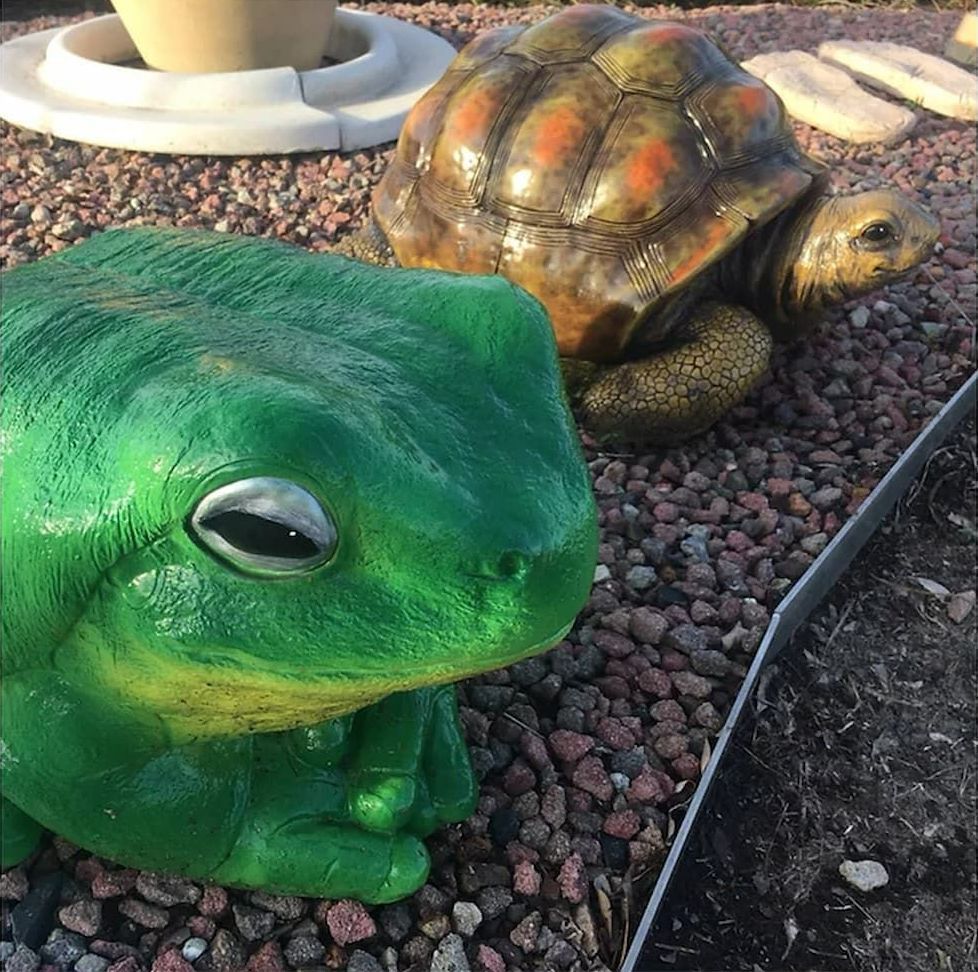 A Green Frog is Sitting Next to a Brown Turtle — Blue River Landscape Supplies in Foulden, QLD