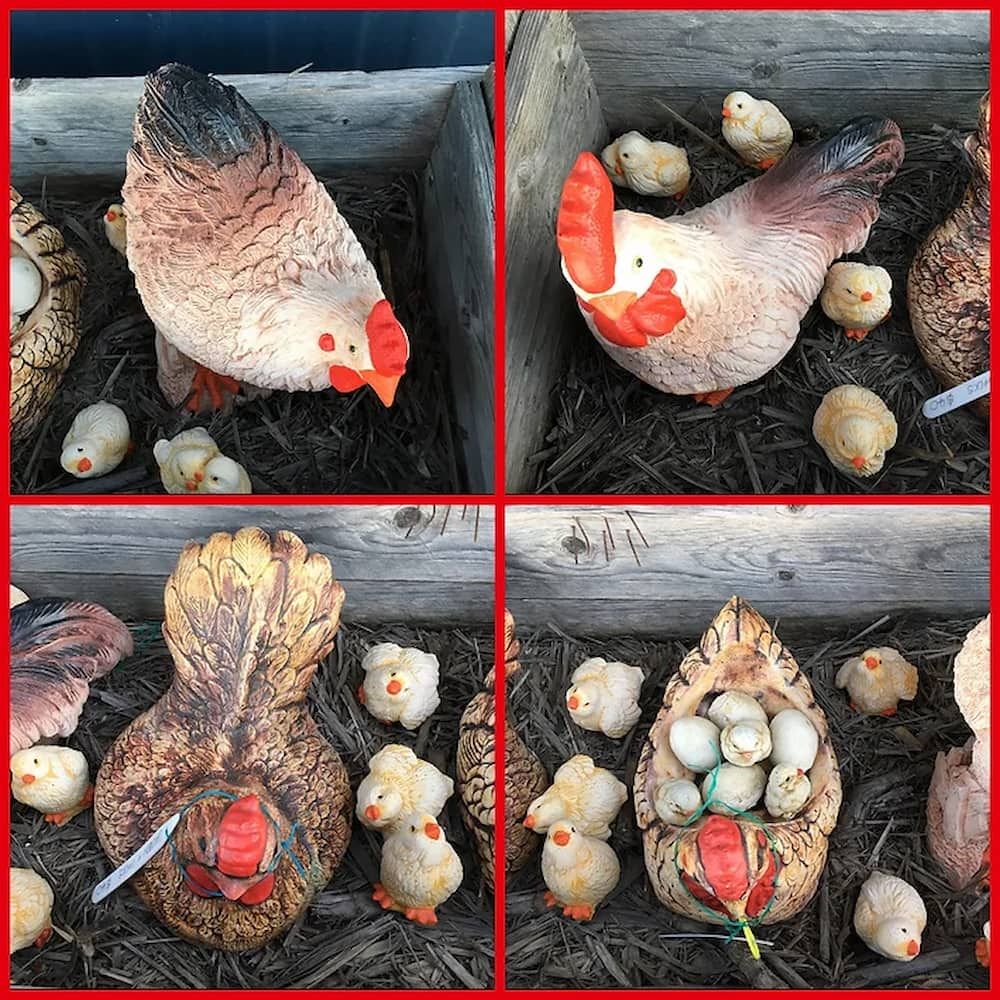 A Collage of Four Pictures of Chickens and Chicks in a Nest — Blue River Landscape Supplies in Foulden, QLD