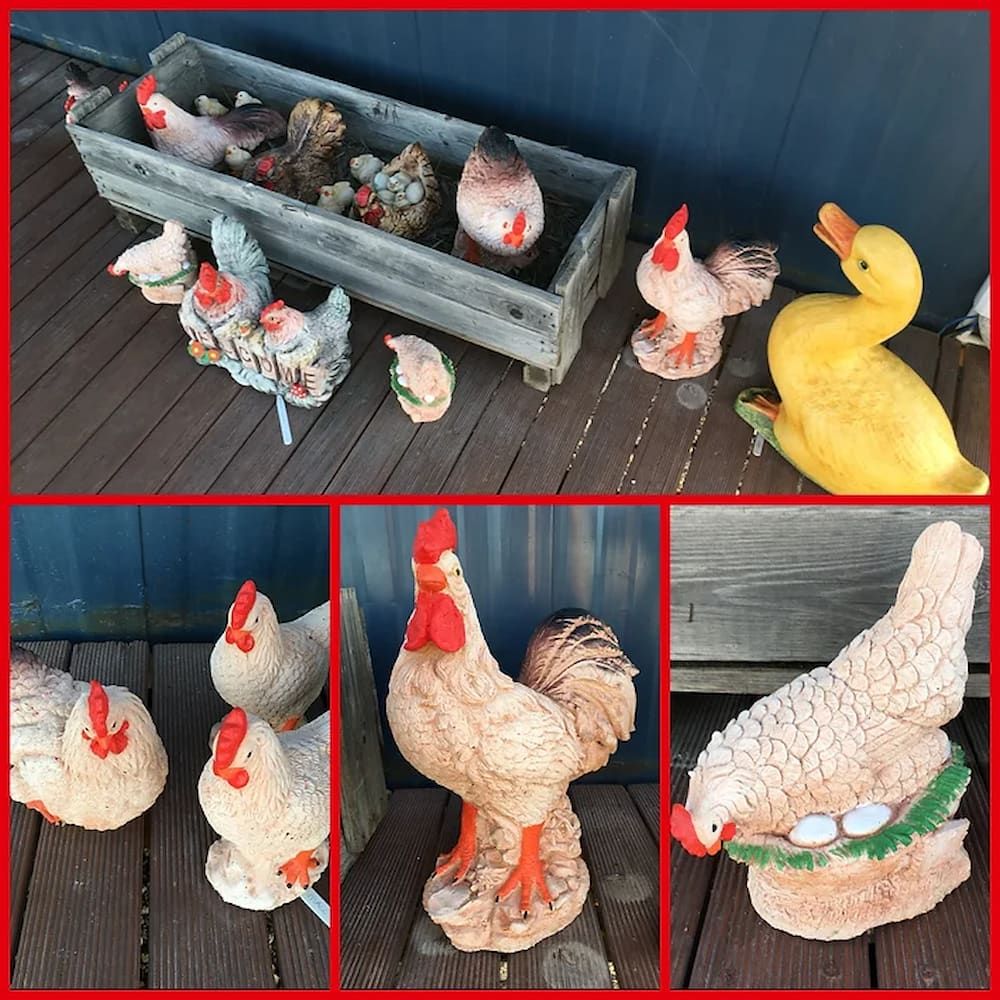 A Collage of Chickens and Ducks on a Wooden Deck — Blue River Landscape Supplies in Foulden, QLD