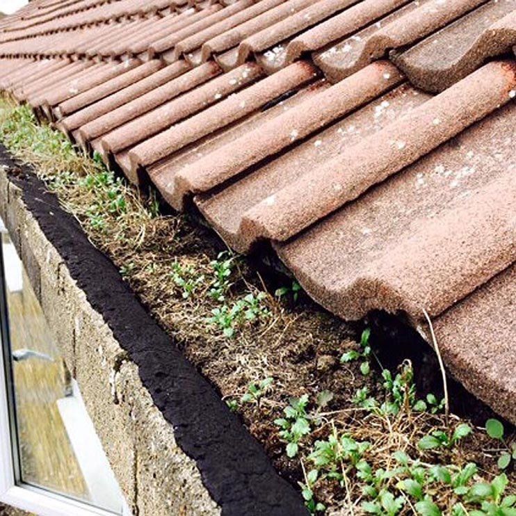 Gutters completely full causing damp to internal walls in Chatham, Kent