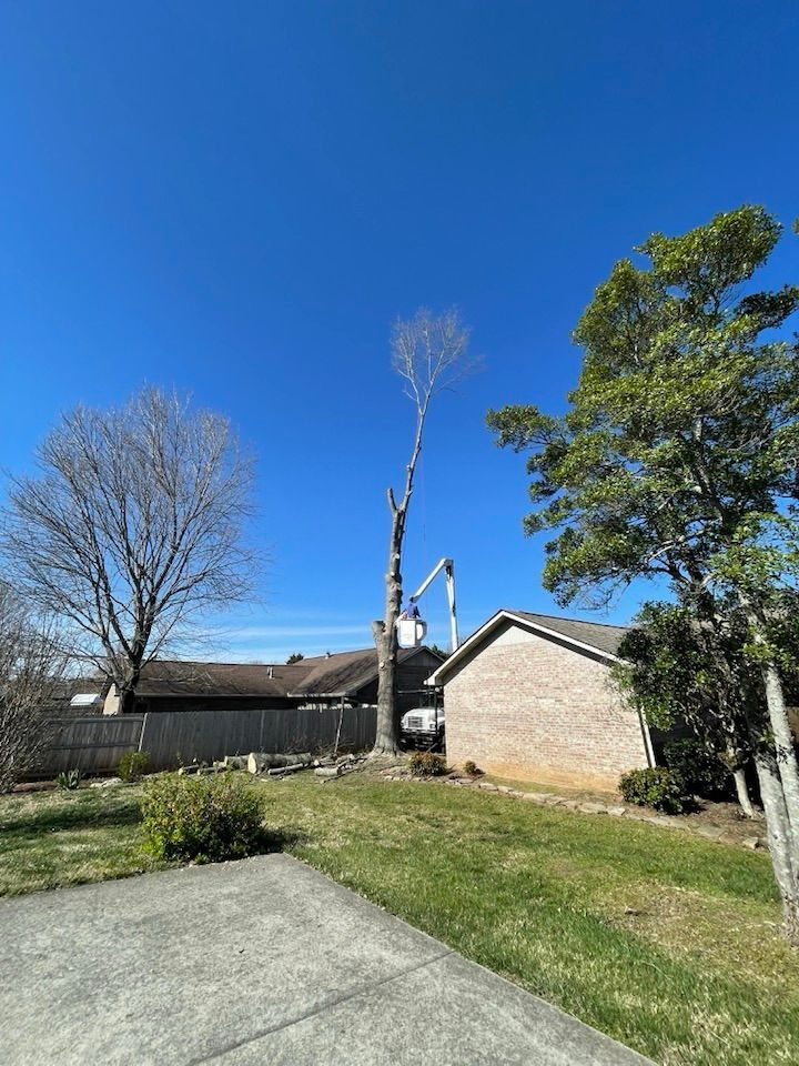Tree being trimmed by a boom lift next to a house on a sunny day.