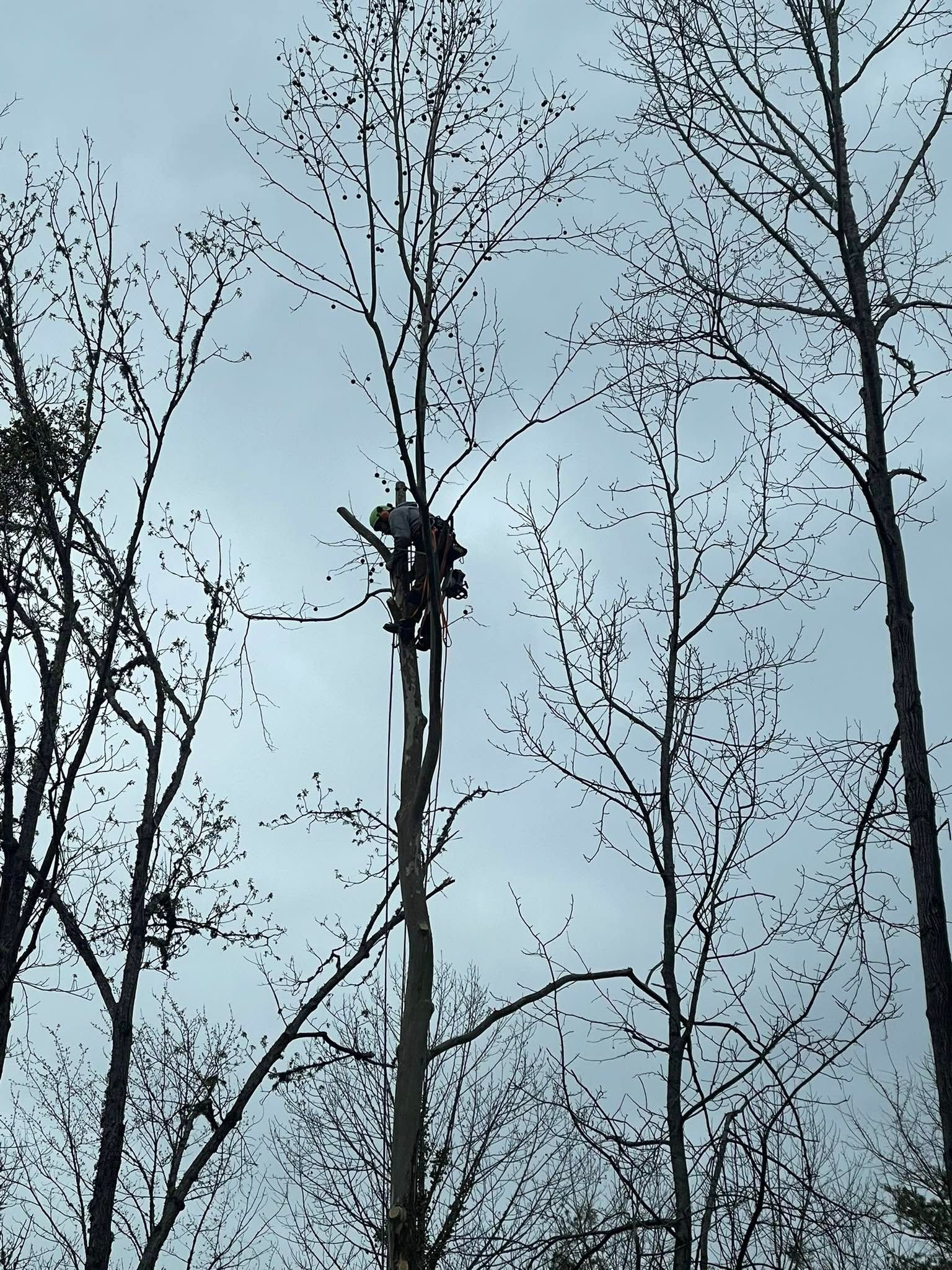 Person in a bucket lift trimming a tall tree against a cloudy sky.
