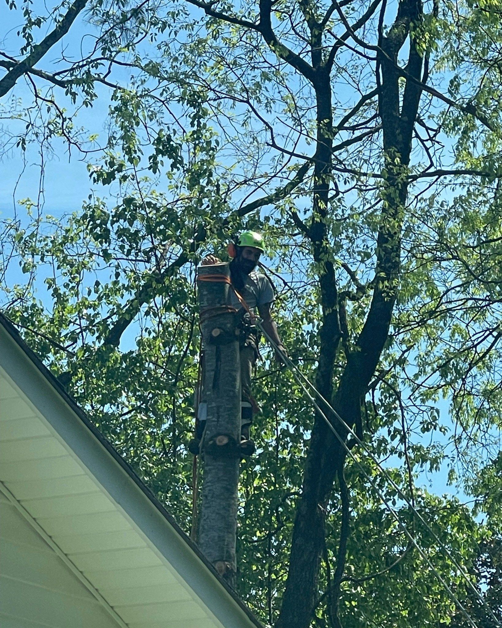 Arborist in a tree, cutting branches with a chainsaw, wearing safety gear, set against a bright sky.