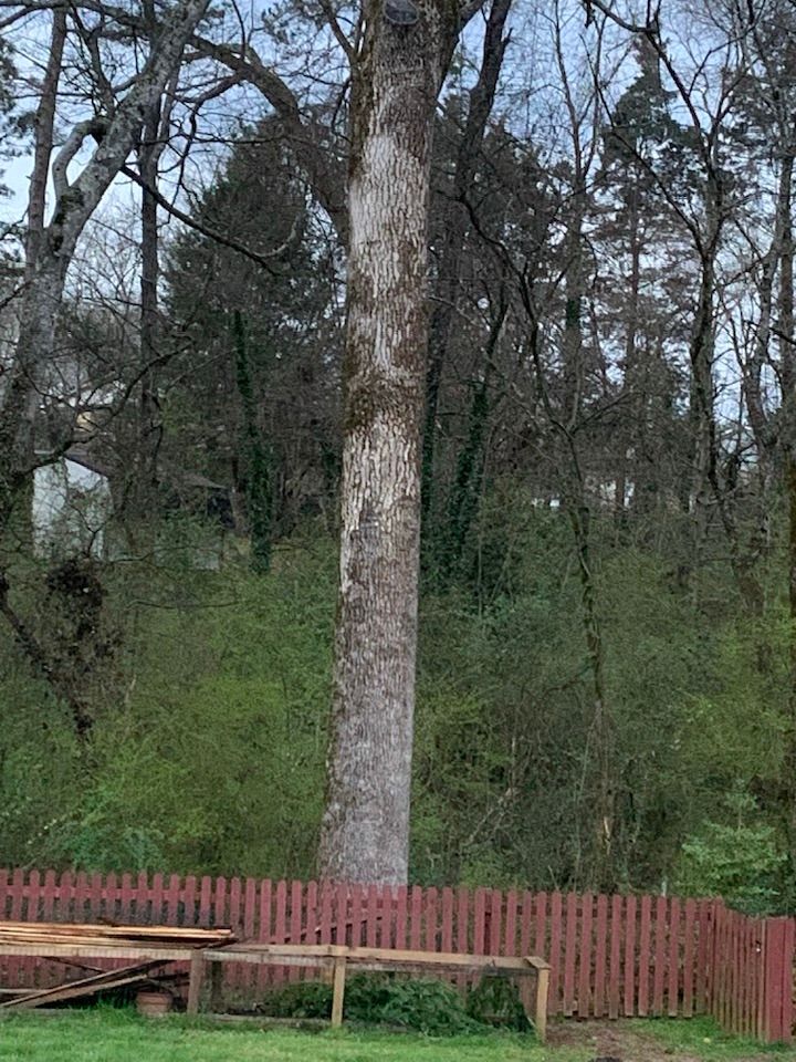 Tall tree with a light-colored trunk stands behind a red picket fence and green foliage.