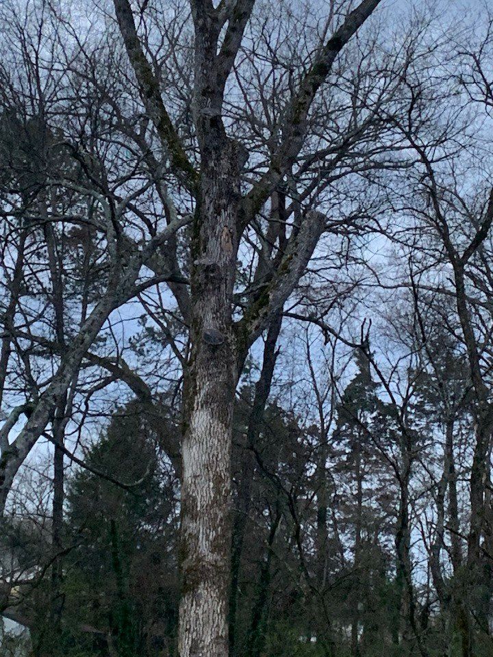 Tall bare tree in a forest with gray and brown trunk, branches against a cloudy sky.