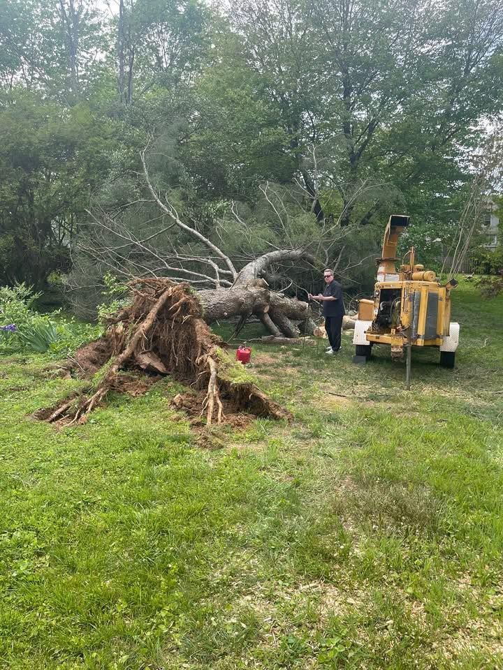 Fallen tree in a yard. Person stands next to a wood chipper. Large exposed roots and fallen branches.