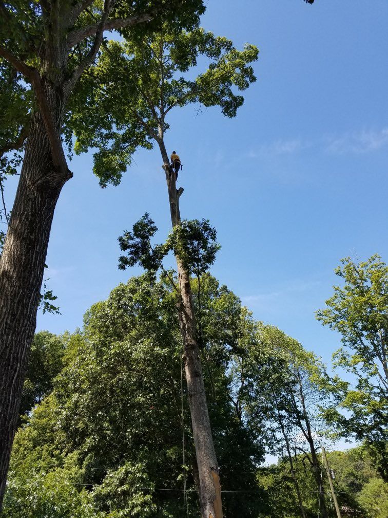 Person trimming a tall tree against a blue sky.