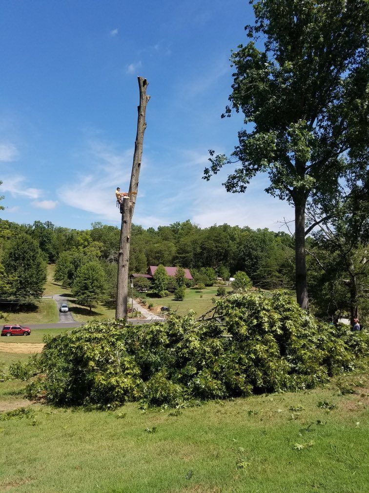 Tree being cut down outdoors, surrounded by foliage and grass, under a blue sky.