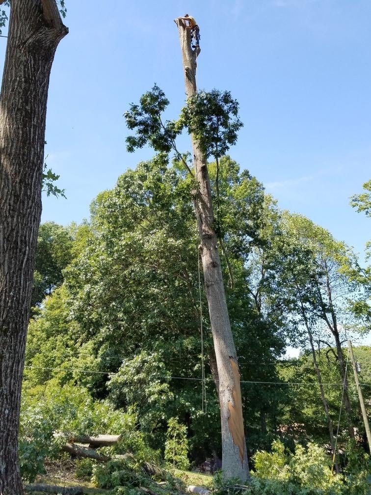 Arborist trimming a tall tree against a blue sky, surrounded by green foliage.