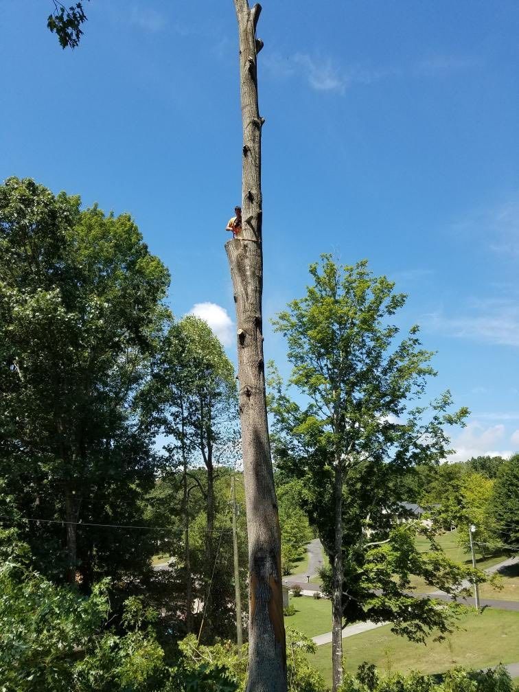 A tree is being cut down by a person on a bright, sunny day, surrounded by trees.