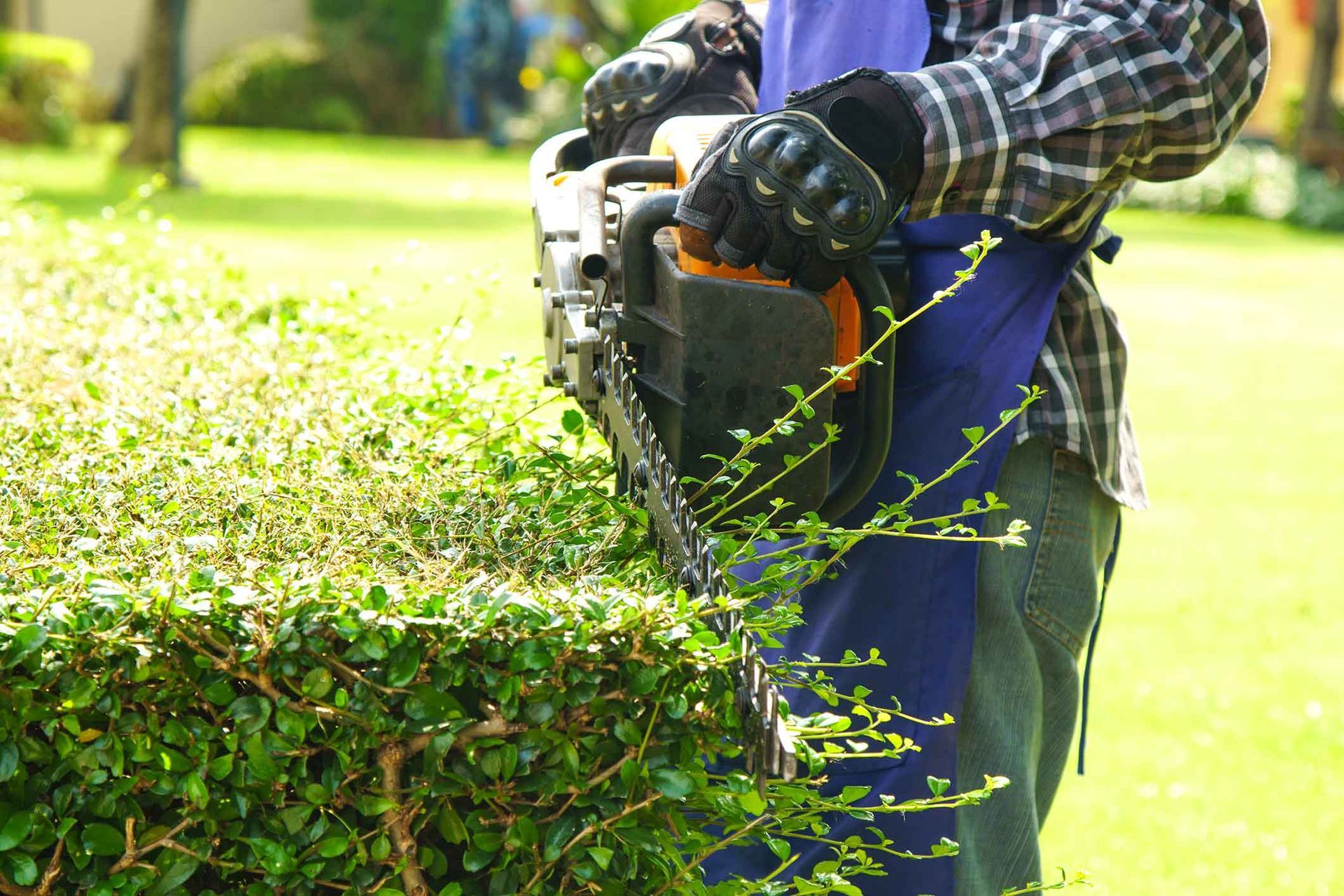 Person using a hedge trimmer to trim a green bush in a grassy outdoor setting.