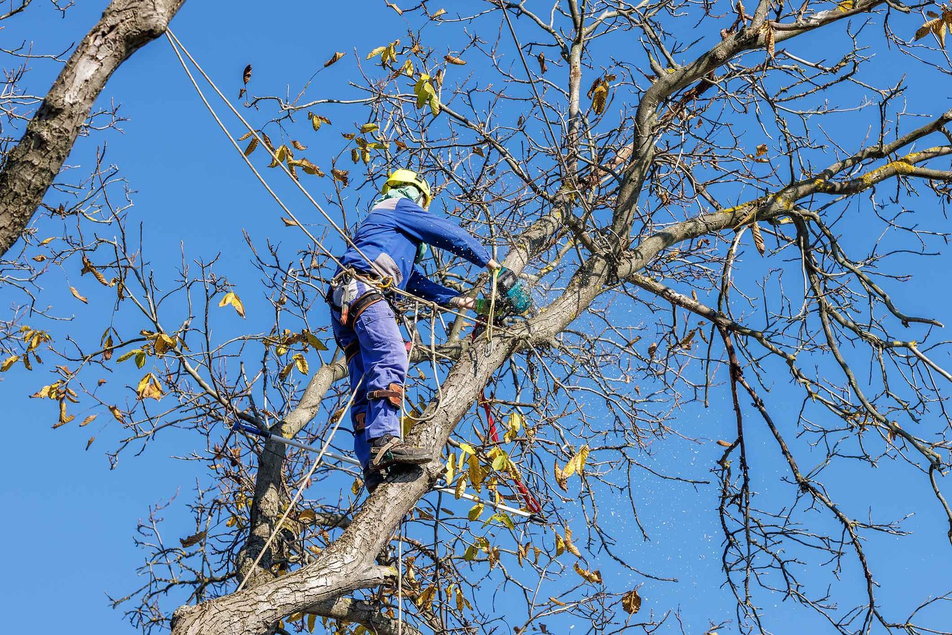 Arborist in blue jumpsuit, using a chainsaw to prune a tree against a blue sky.