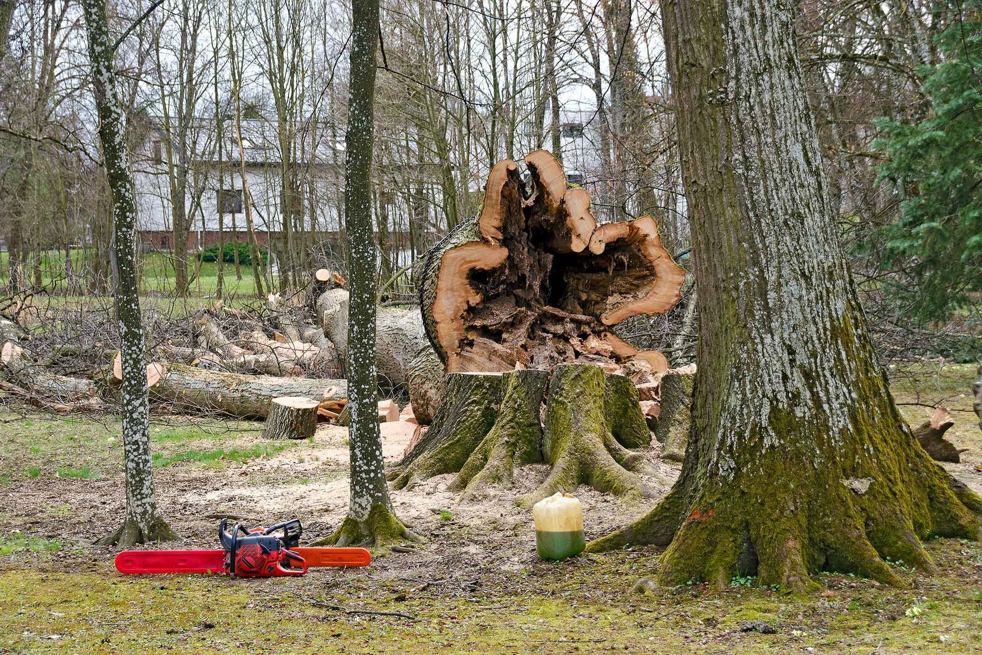 Chainsaw next to a large tree stump with a hollowed center, felled in a wooded area near a building.