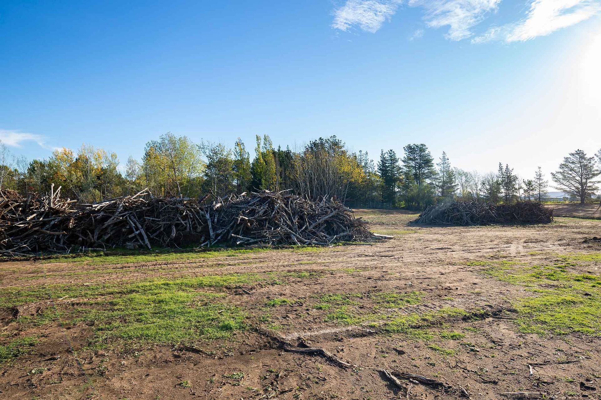 Piles of cut branches on a field, trees in the background, blue sky with sun.